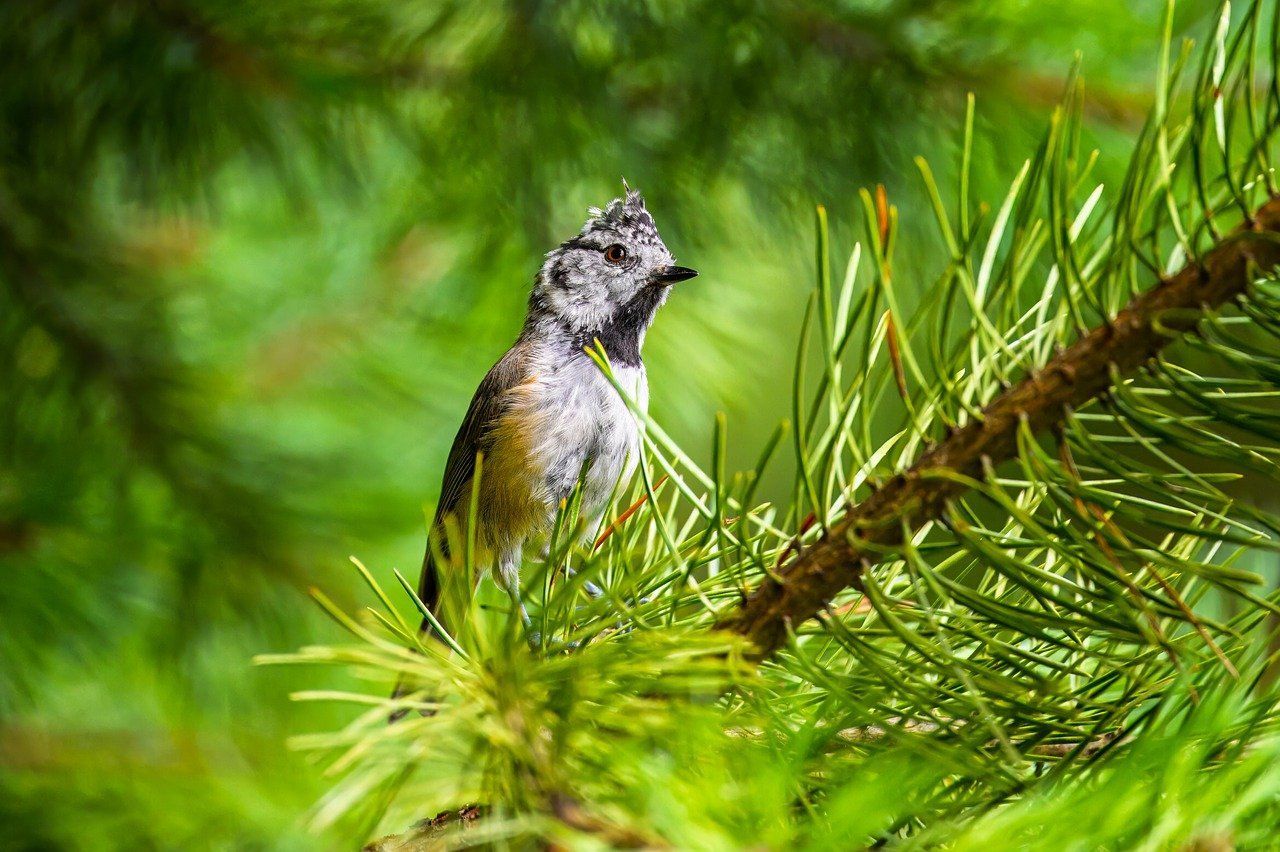 1280x852 Free Forest Birds & Bird Image
