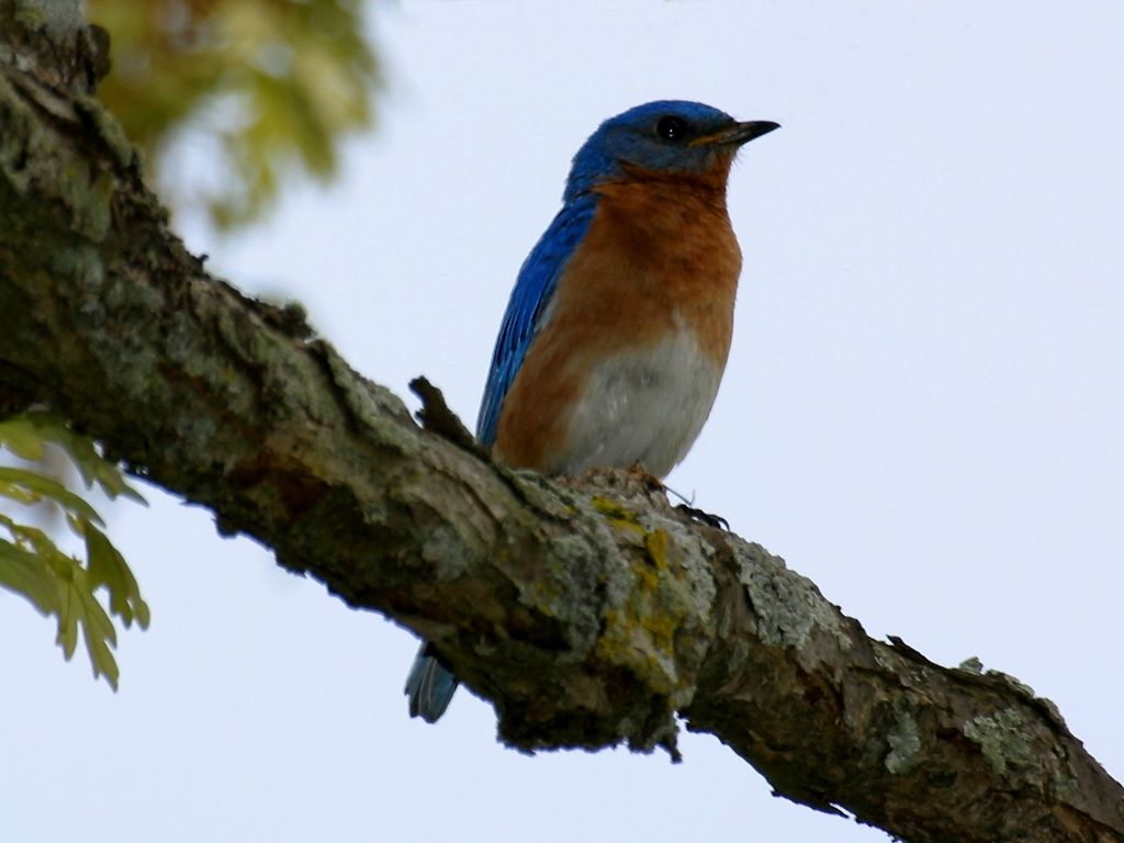 1024x768 Forest and Field Bird Wallpaper