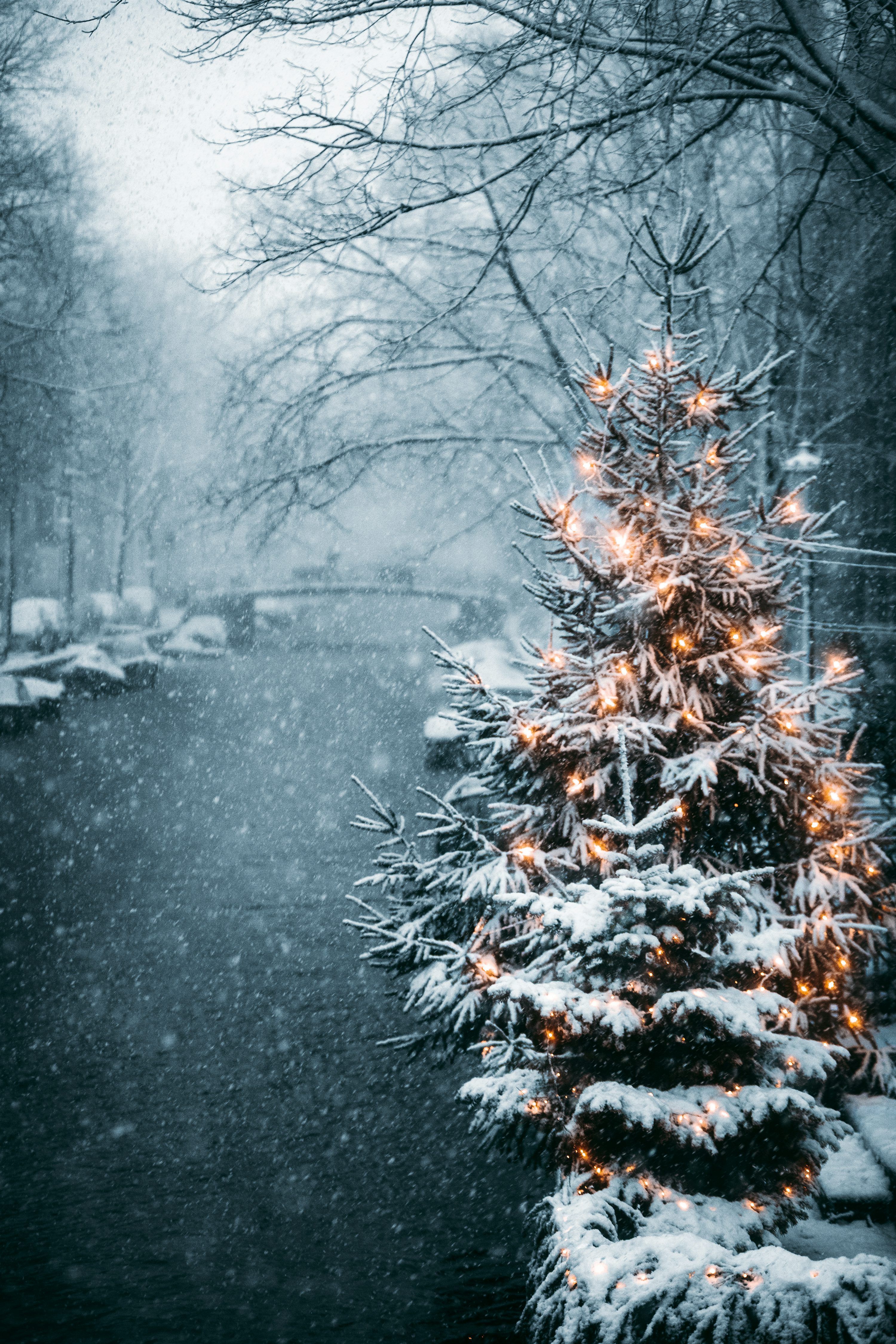 Christmas Tree In Snow Wallpapers - Top Free Christmas Tree In Snow ...