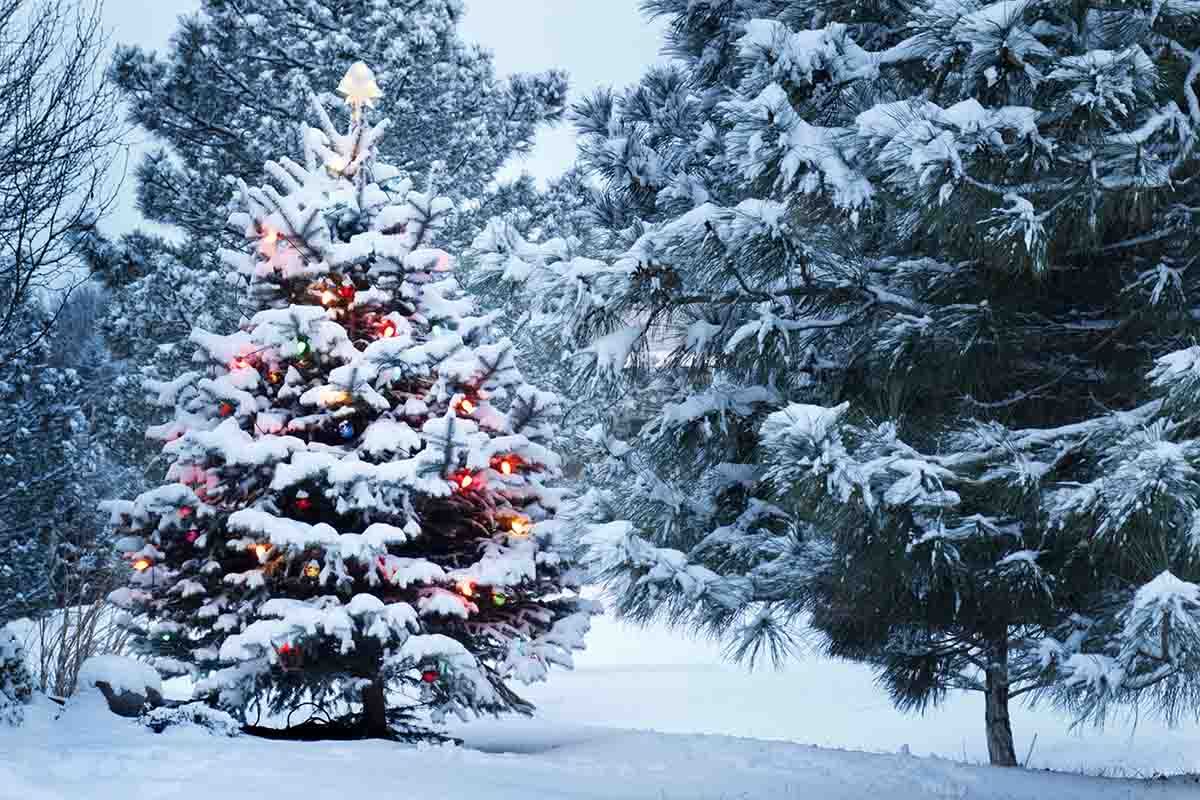1200x800 Christmas Tree Covered Snow Outdoor For Holiday Photograp