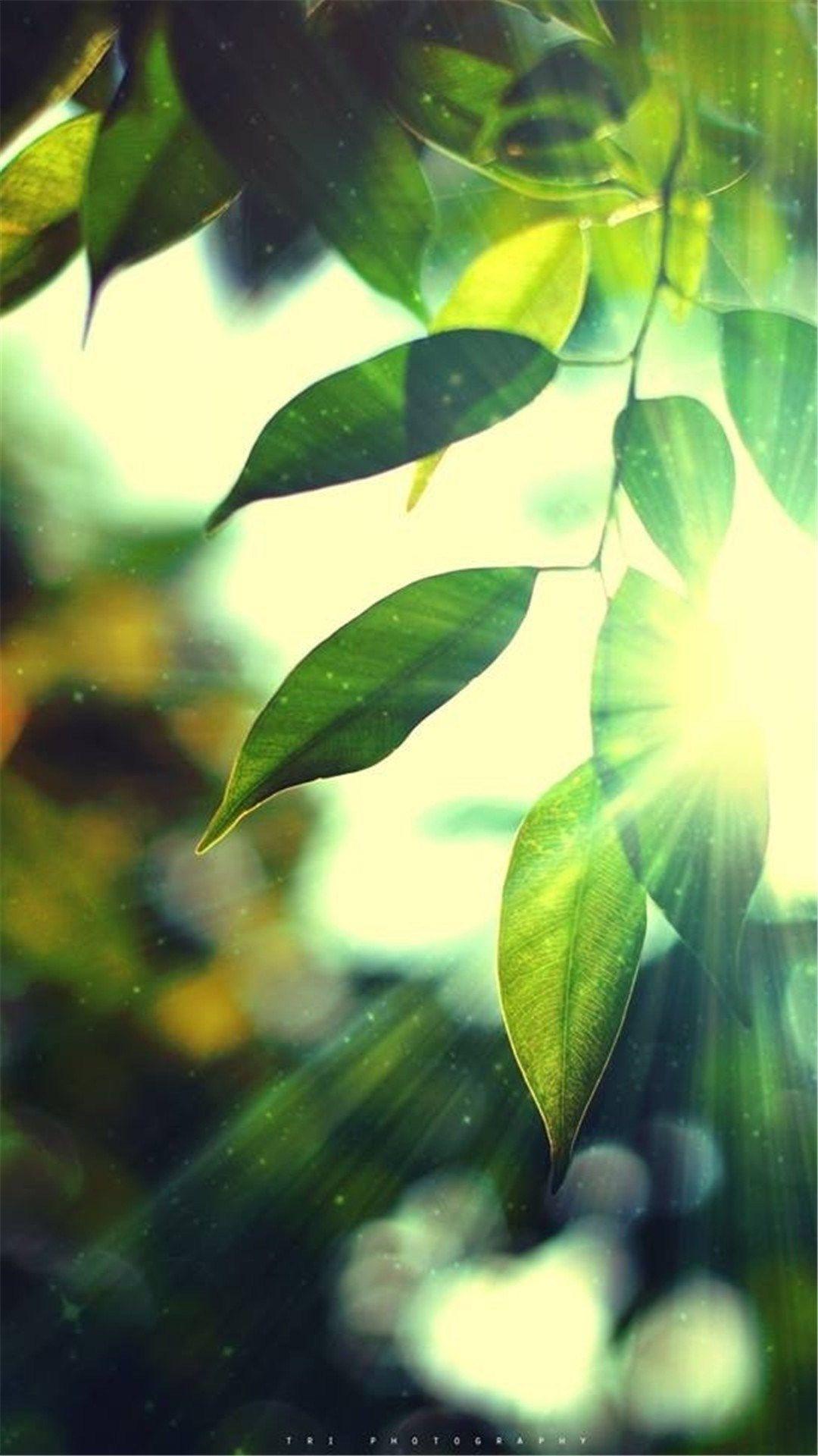 1080x1920 Wallpaper X 1920 Hd, Download Wallpaper