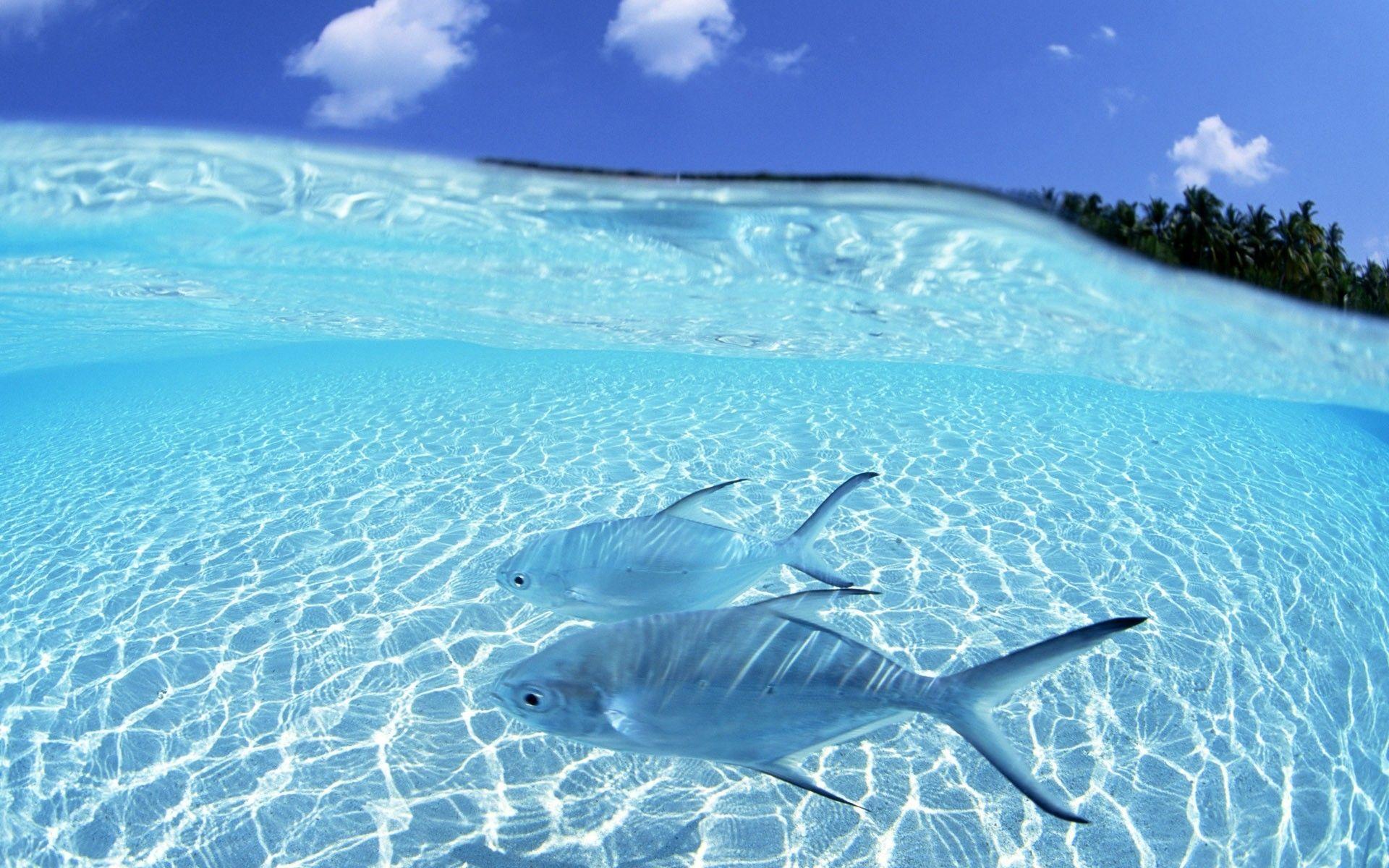1920x1200 Blue Ocean Wallpaper with Fish