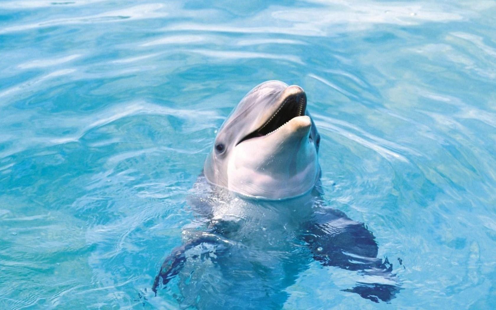 1680x1050 water, Ocean, Animals, Dolphins, Sea Wallpaper HD / Desktop