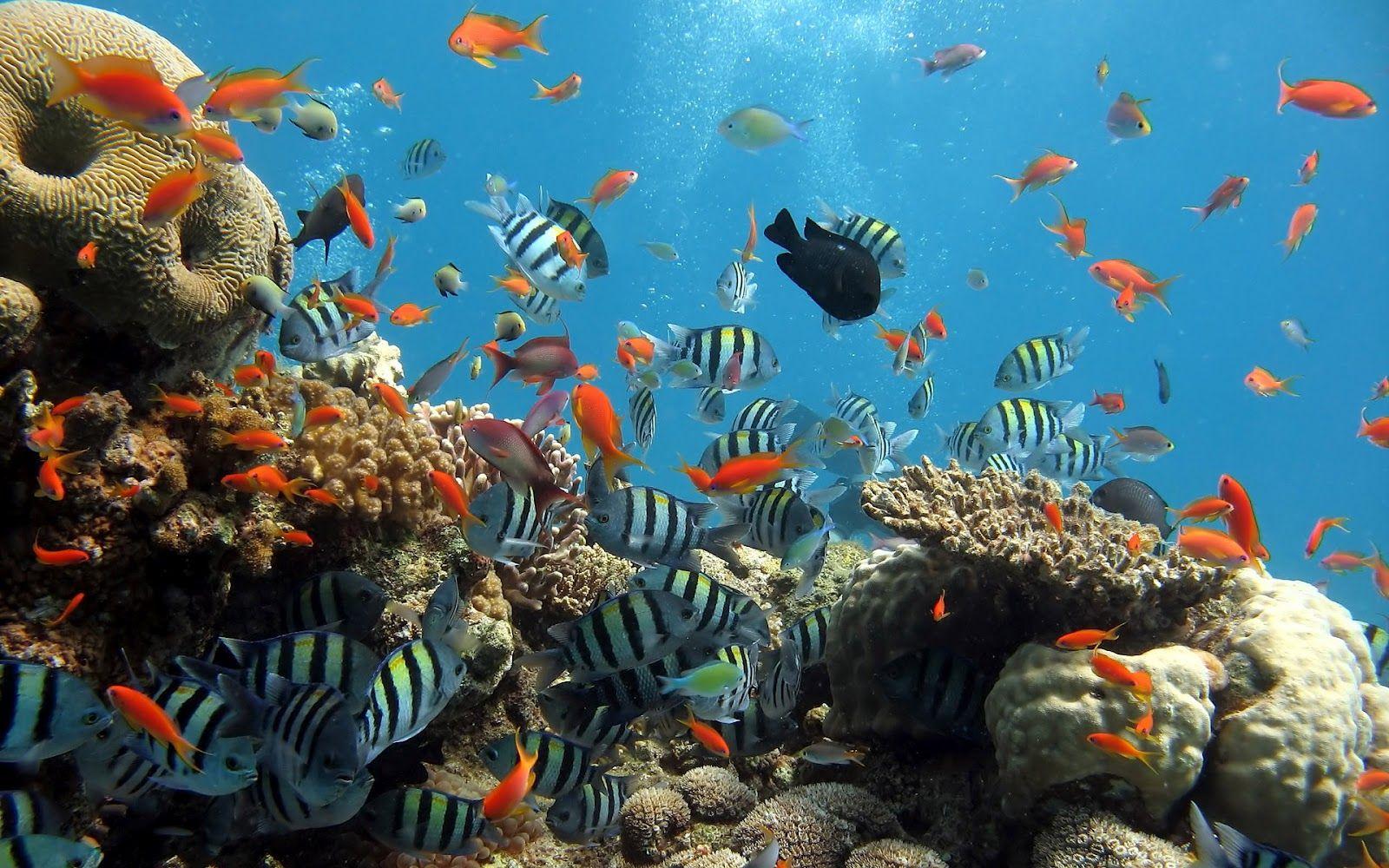1600x1000 HD Animal Wallpaper: Fish Picture Ocean Wallpaper Chapter 1