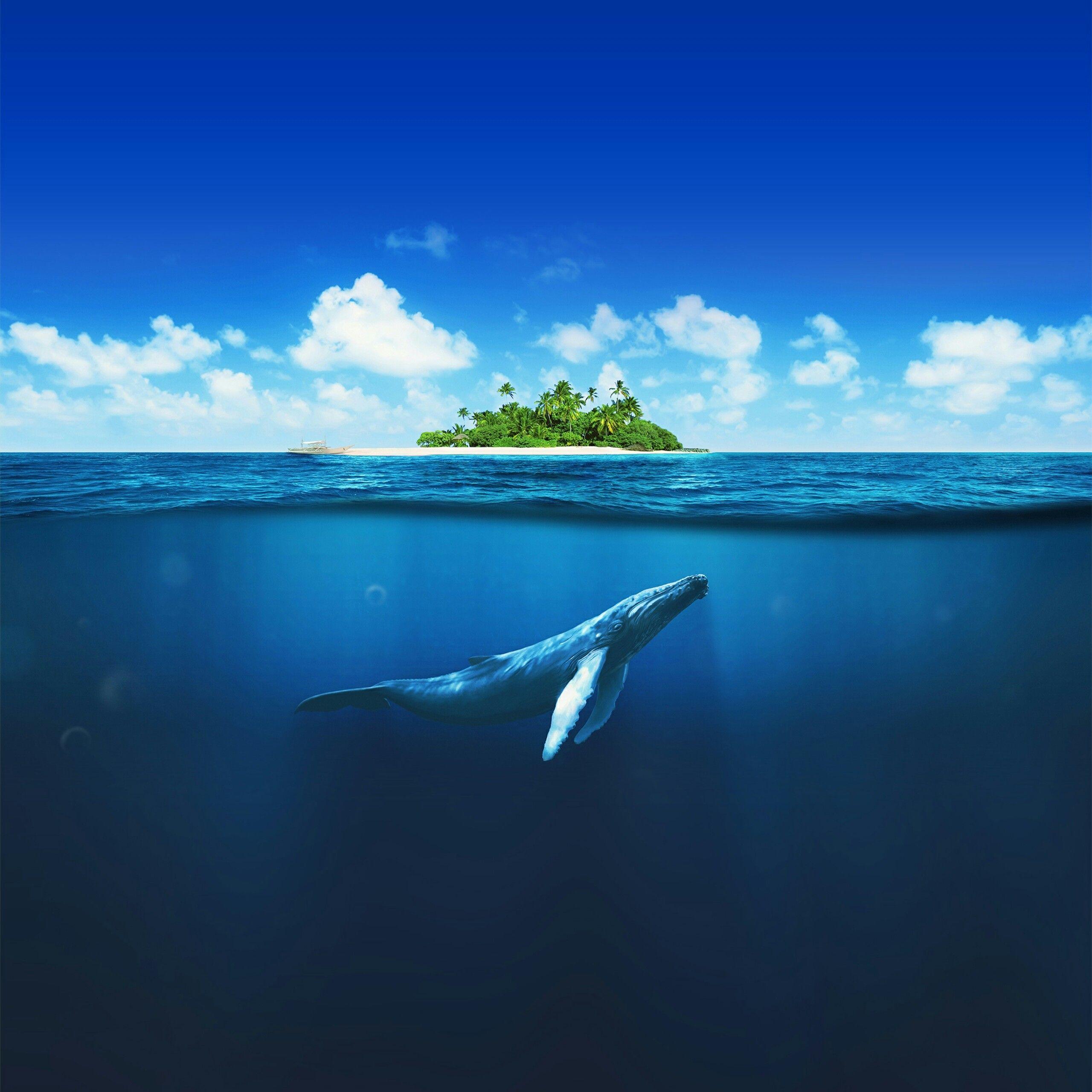 2560x2560 A Whale Under The Ocean Animals Qhd Wallpaper Dhabi Rixos