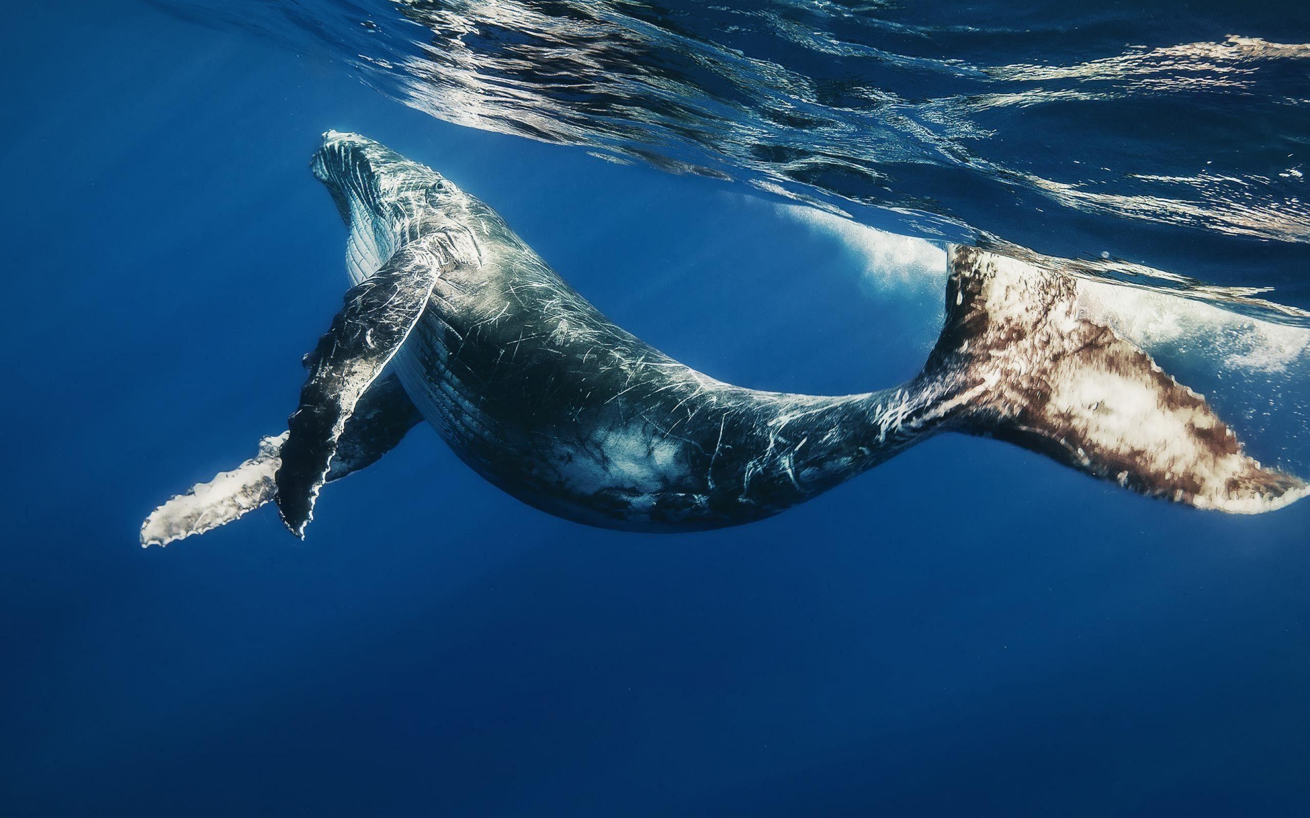 2560x1600 Download Wallpaper, Download 2560x1600 ocean underwater whale