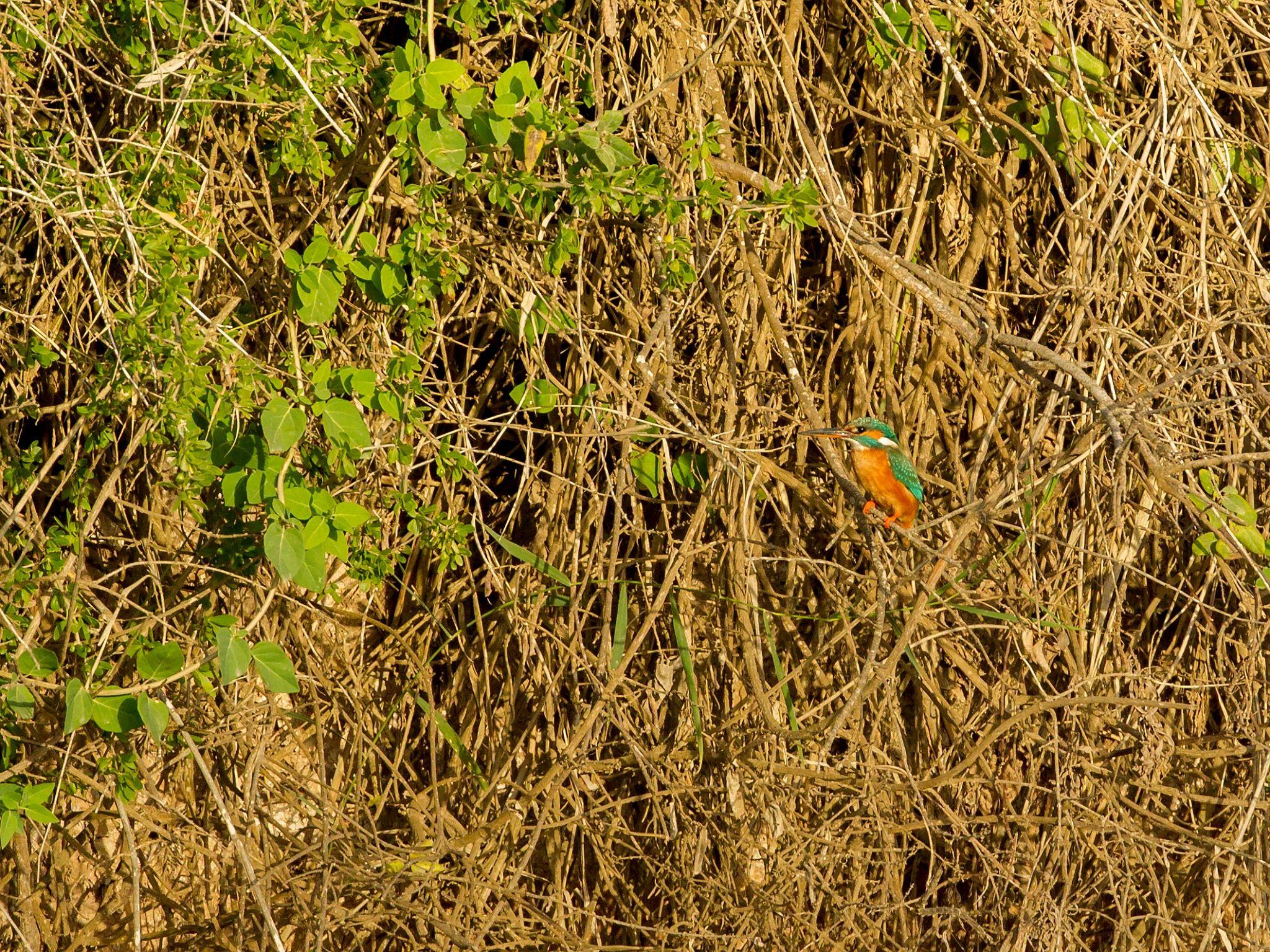 2048x1536 Alcedo atthis