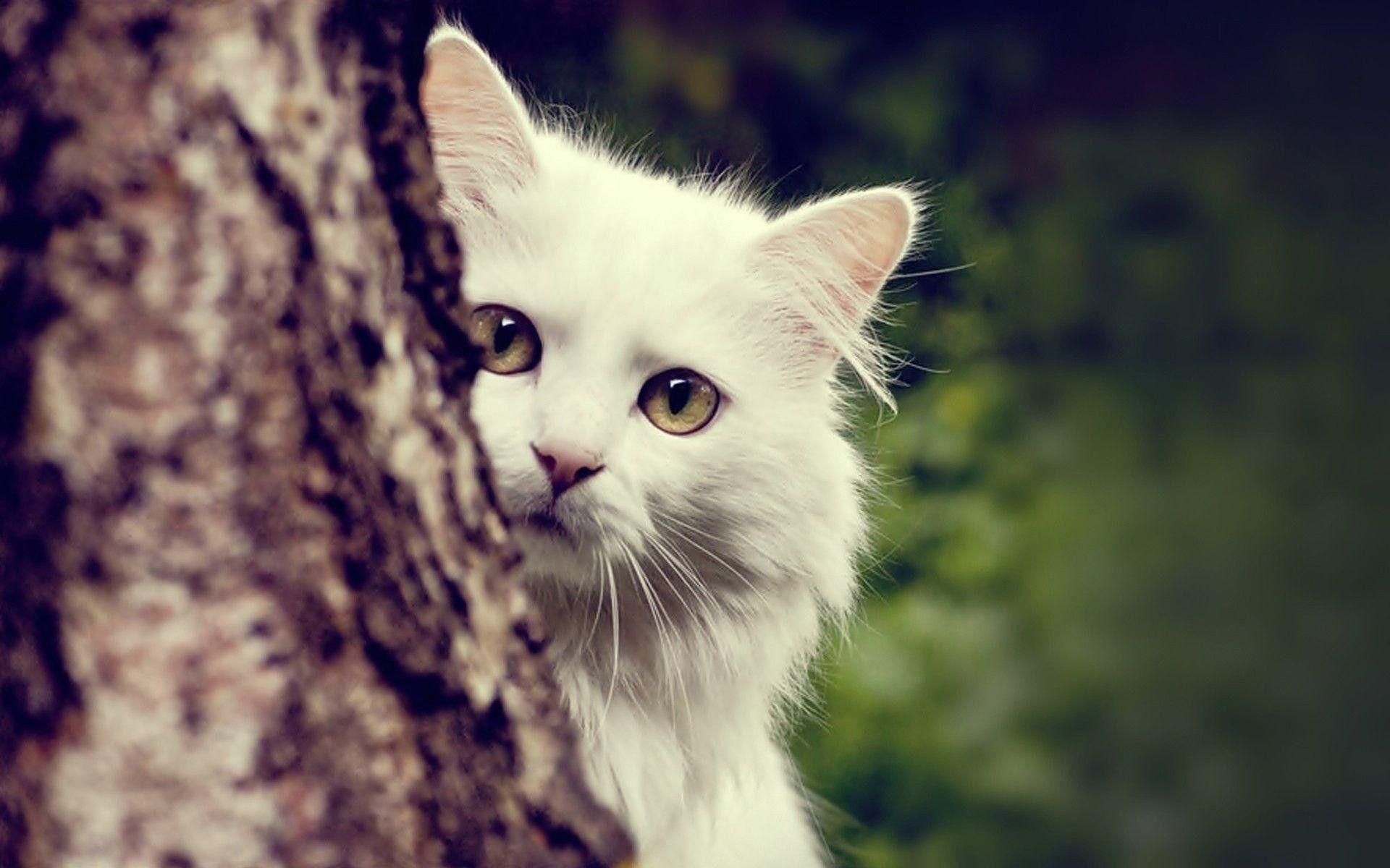 1920x1200 White Cat Wallpaper