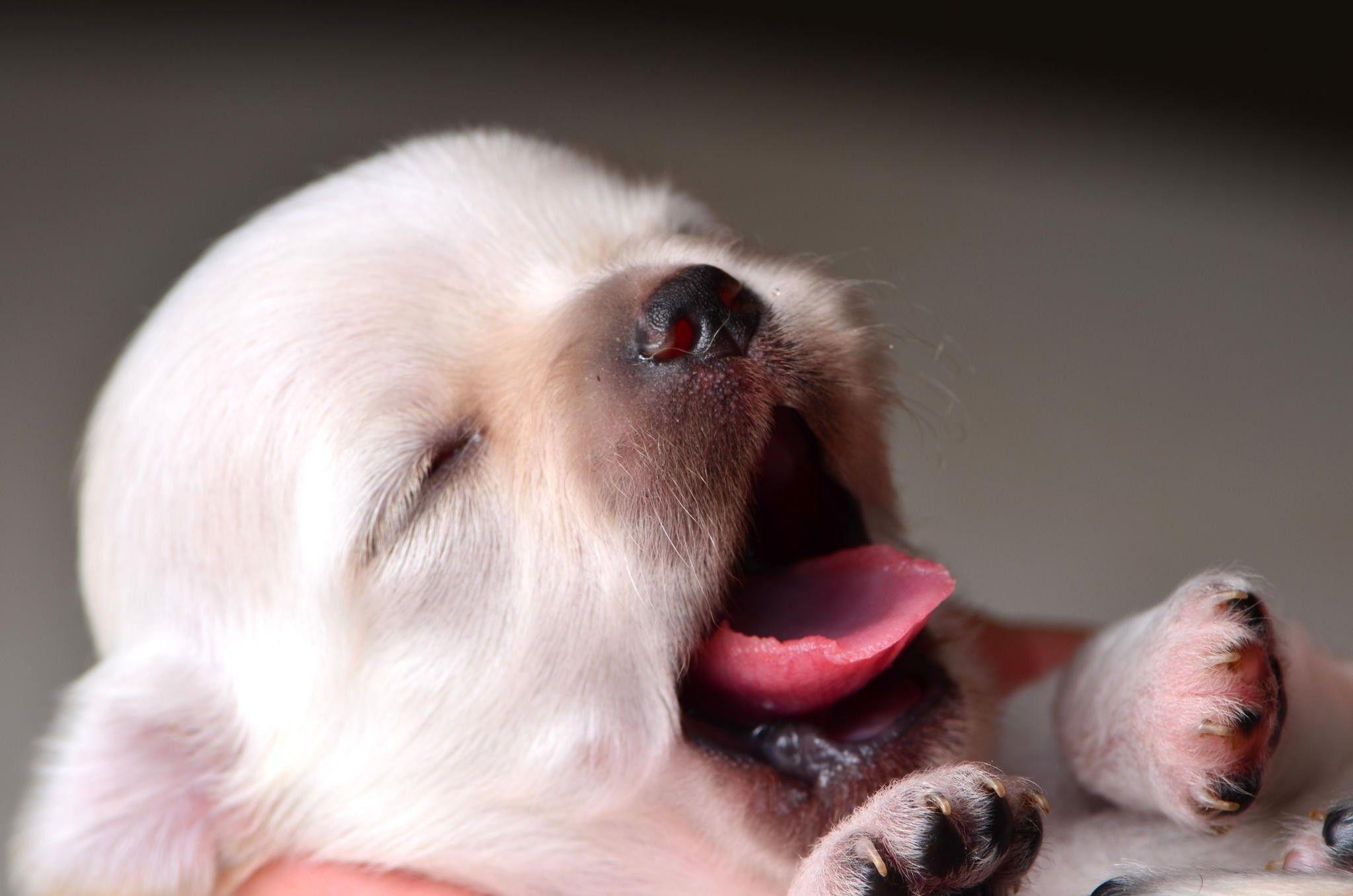 2048x1356 Wallpaper of Dogs