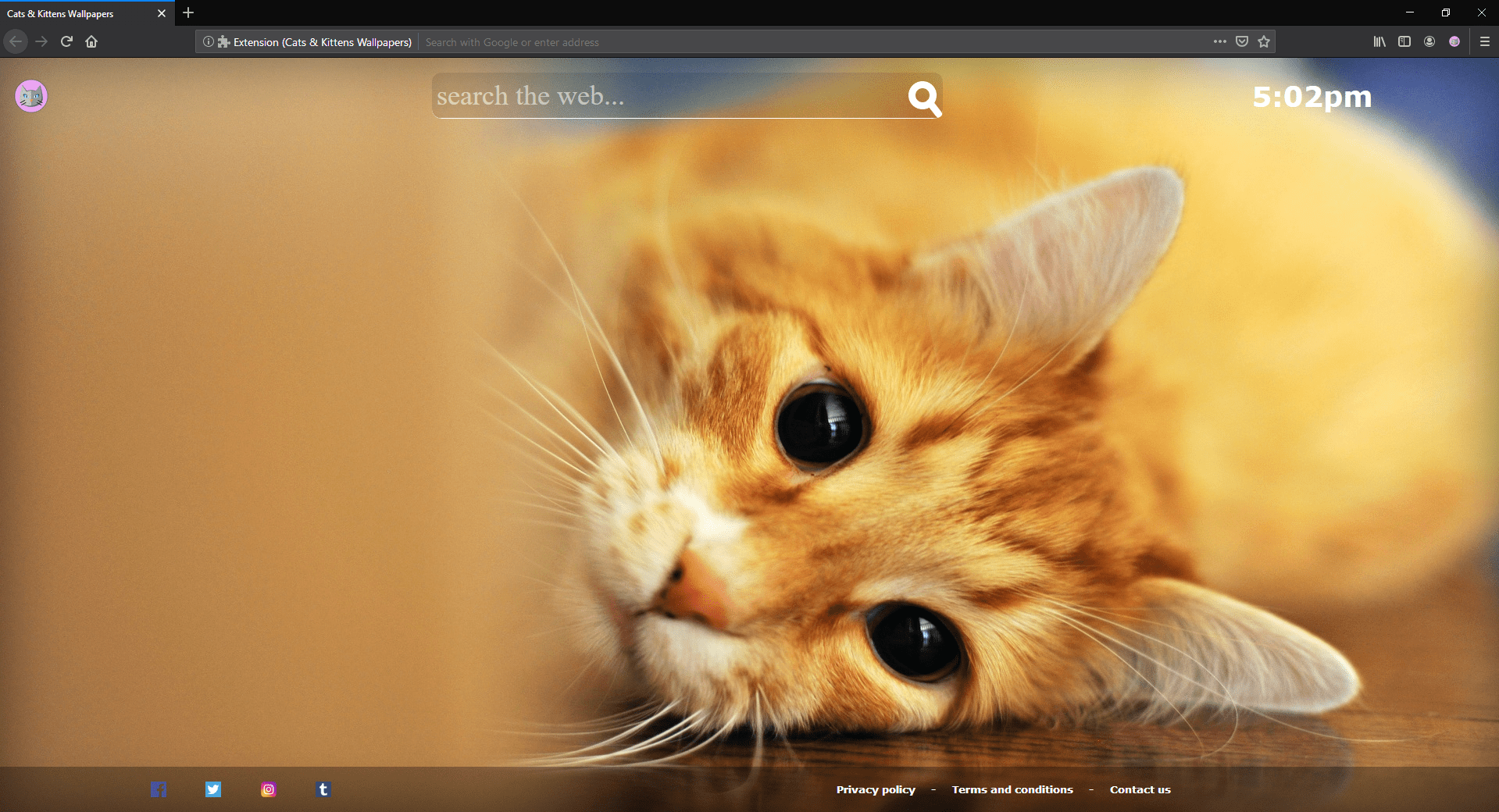 1919x1040 Cats & Kittens Wallpaper