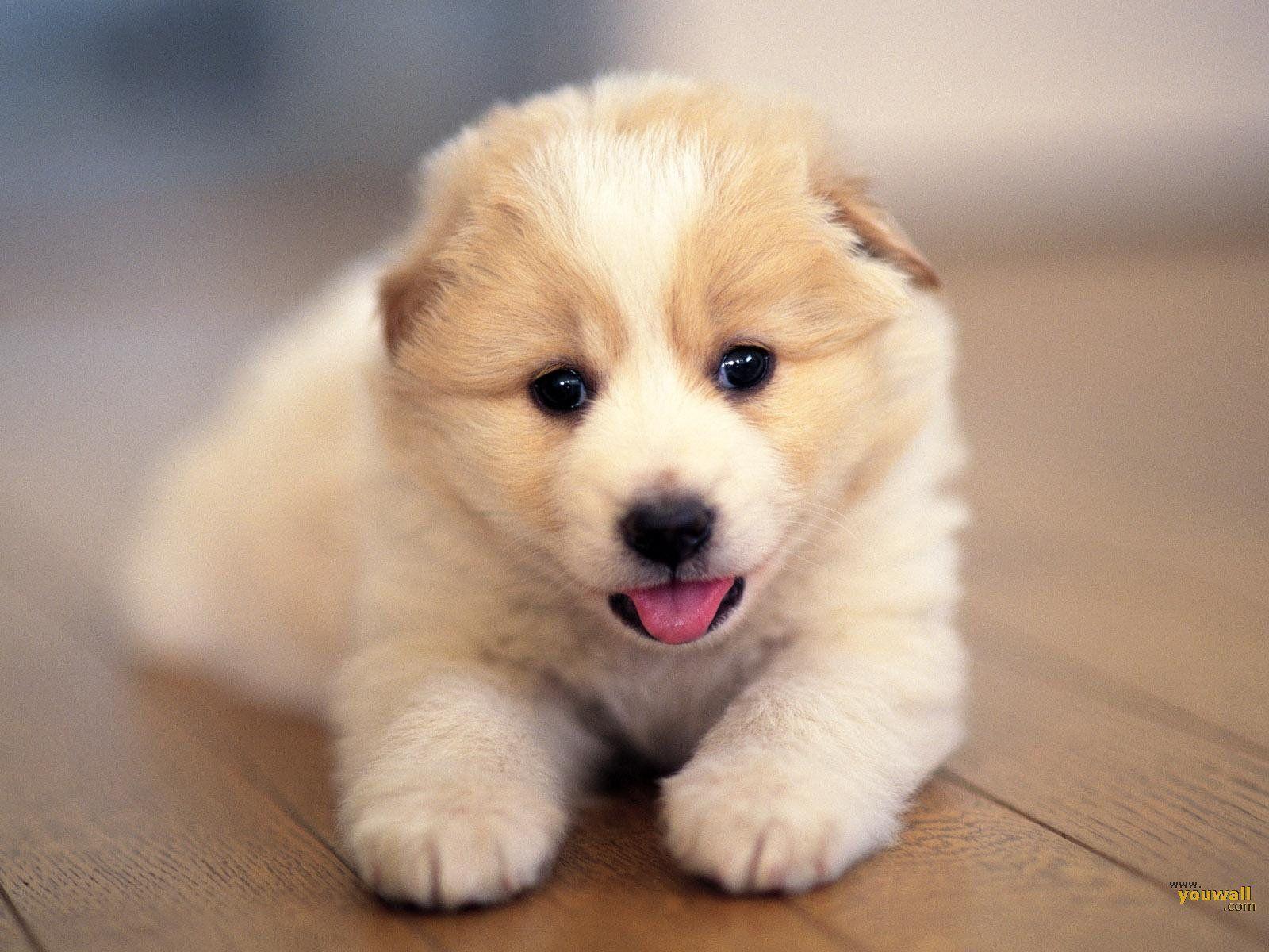 1600x1200 Cute Dog Wallpaper