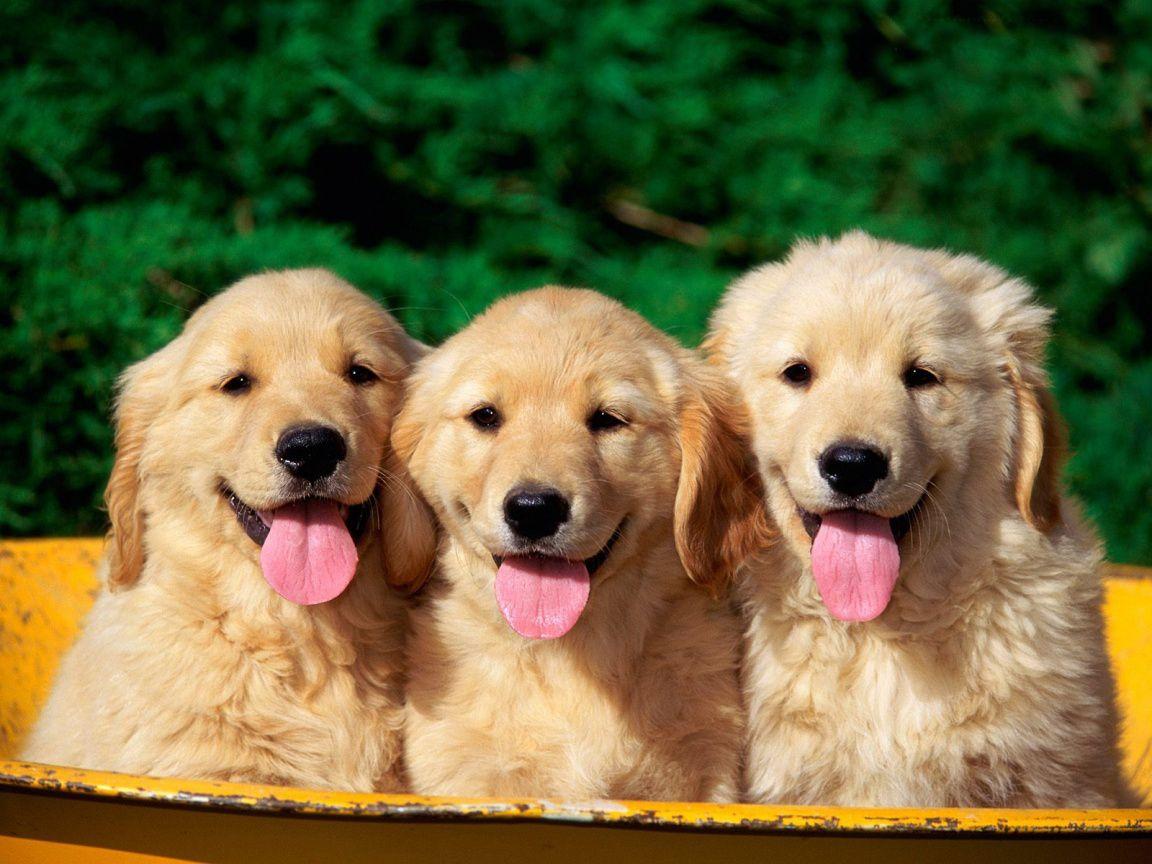 1152x864 Black Background: Dogs Wallpaper HD