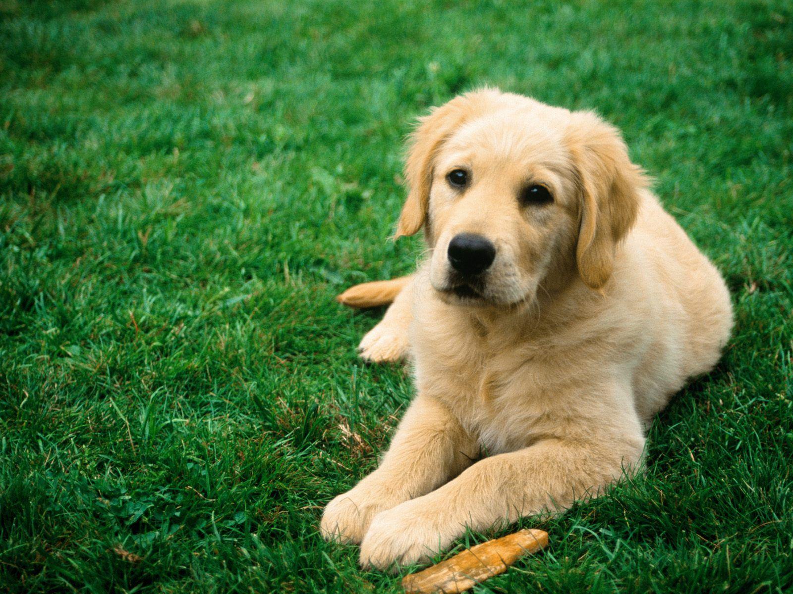 1600x1200 chimney bells: Dogs wallpaper, dog wallpaper