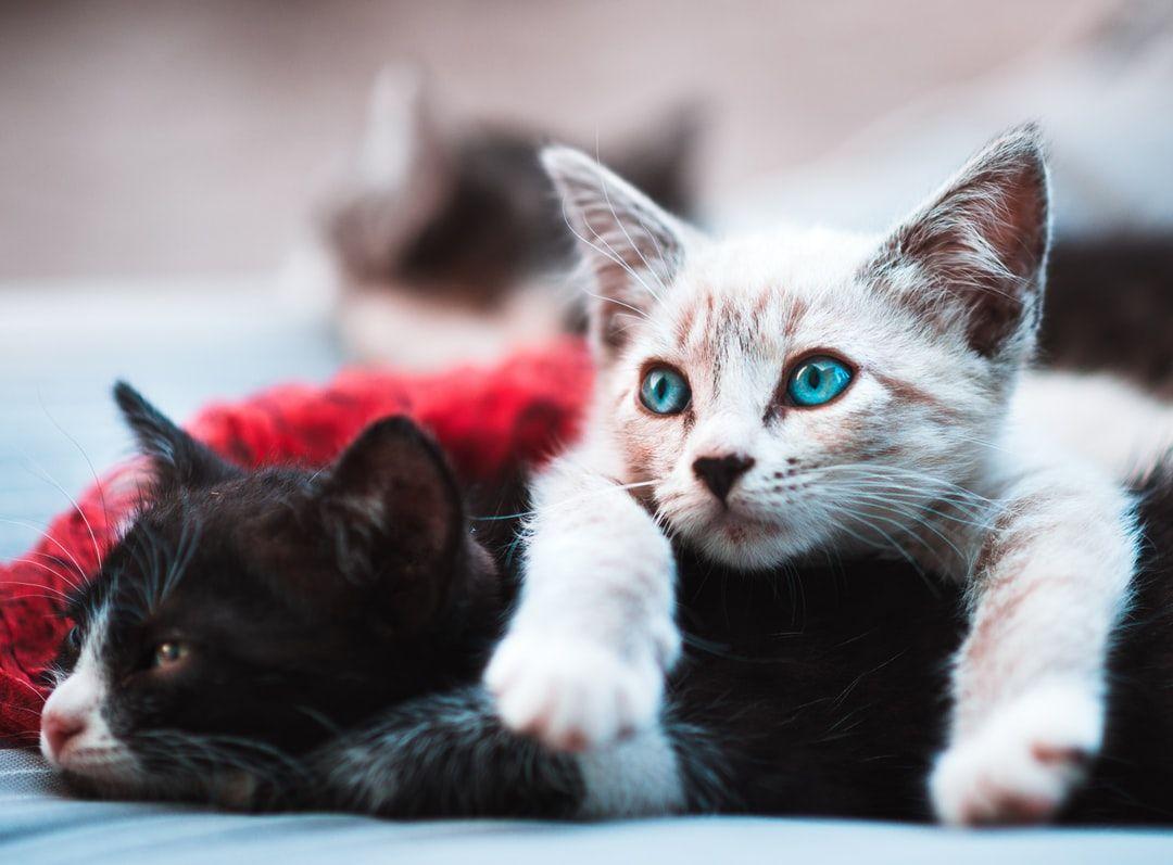 1080x797 Cat Picture & Image [HD]. Download Free Image & Stock