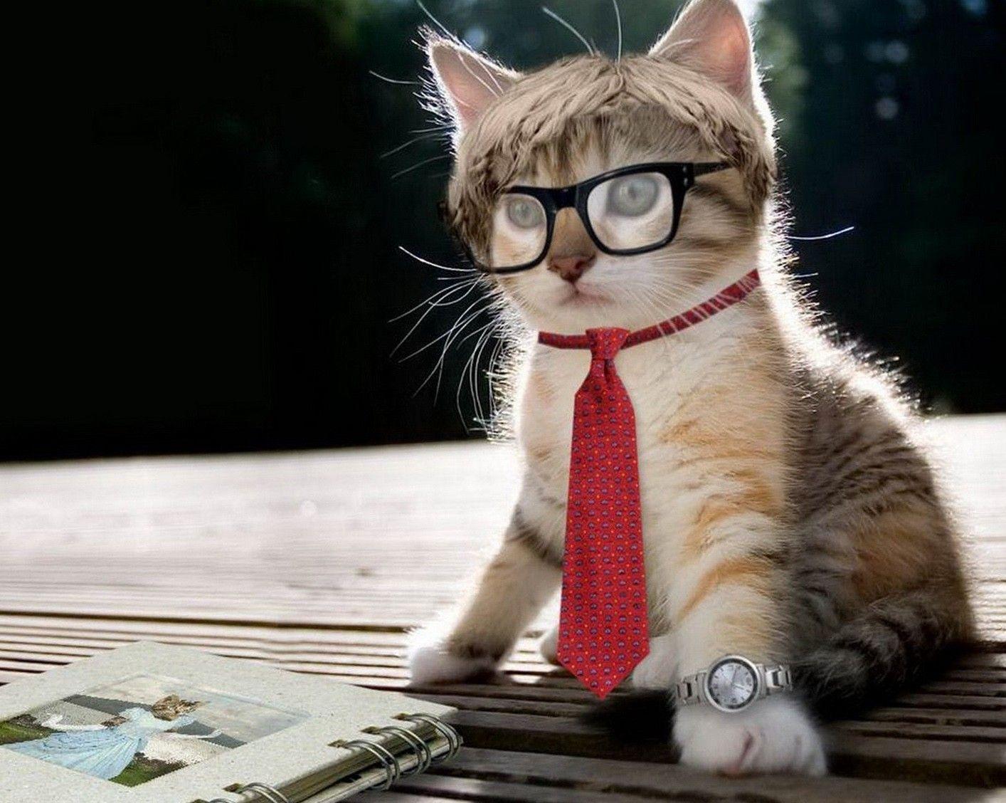 1414x1128 HD Cat Wallpaper, Pussycats, Pussycat Image, Wallpaper Of Cats