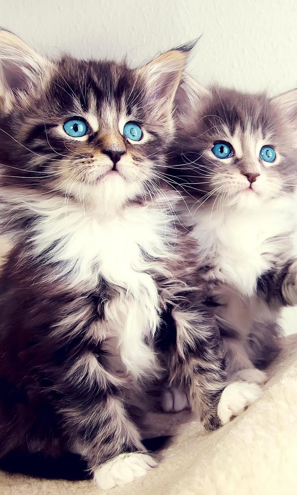 1152x1920 Kittens And Cats Wallpaper for Android