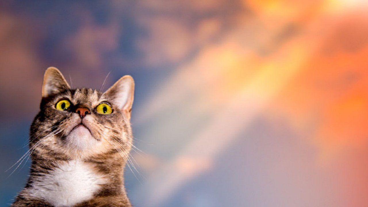 1280x720 Cute Cat Wallpaper, Lovely Animals, Kitten Image, Hairy Animals