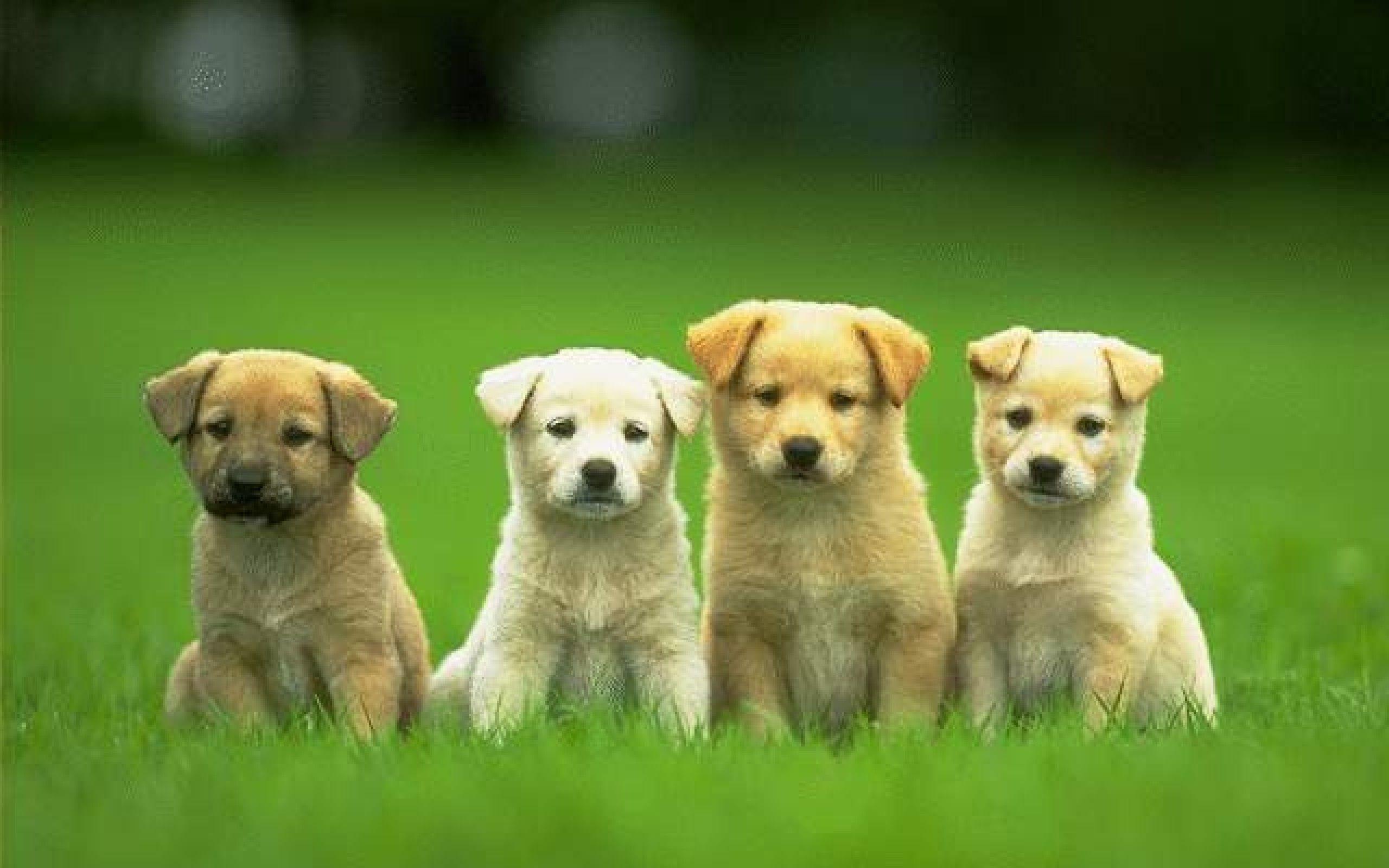 2560x1600 Hd cute dog wallpaper free for desktop