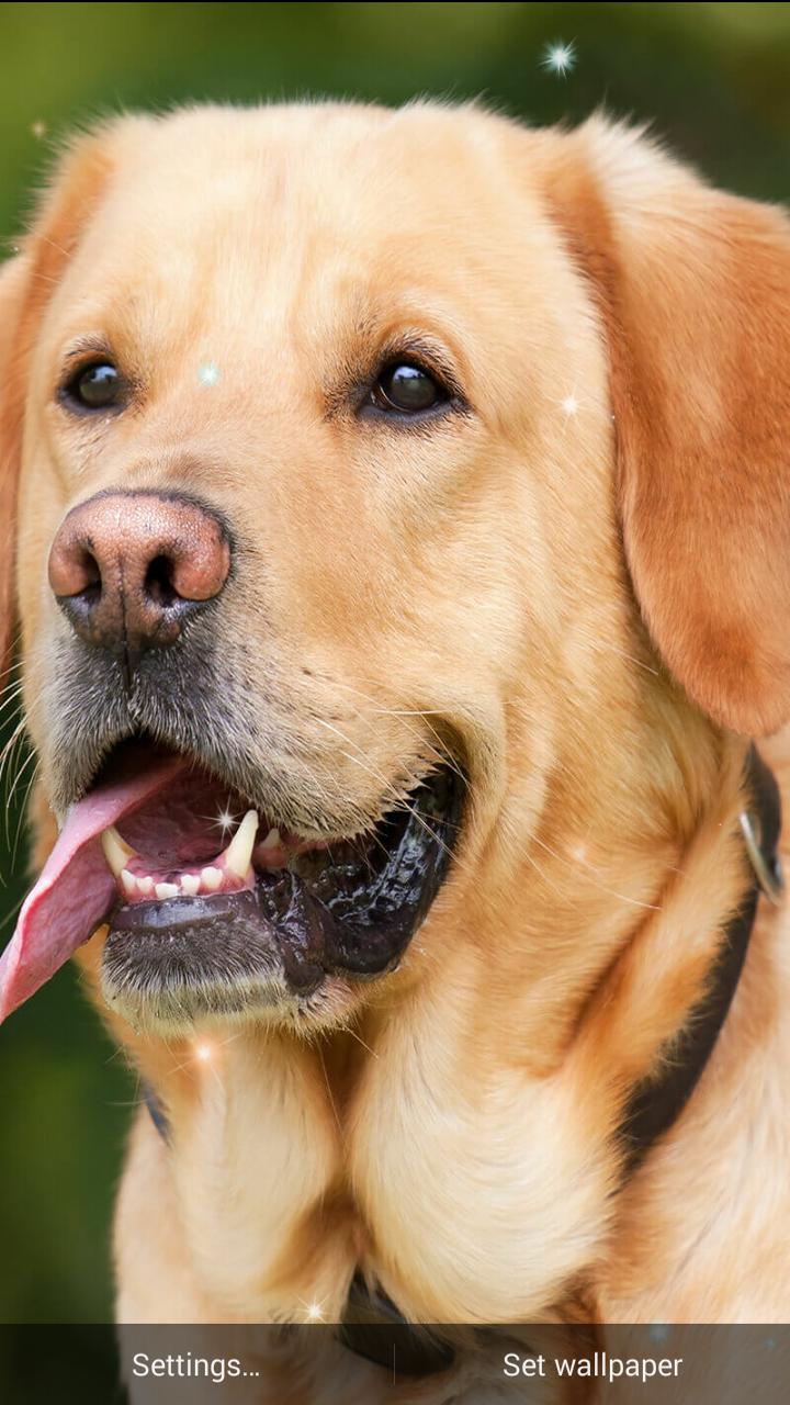 720x1280 Dogs Wallpaper: Puppy Live Wallpaper Magic Touch for Android
