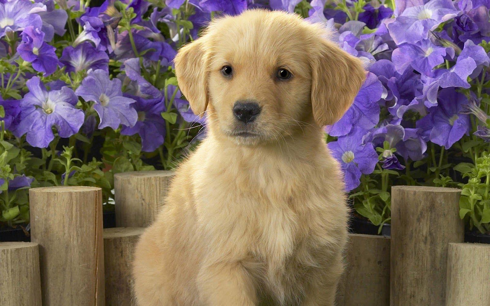 1600x1000 HD Dogs Wallpaper and Photo. HD Animals Wallpaper