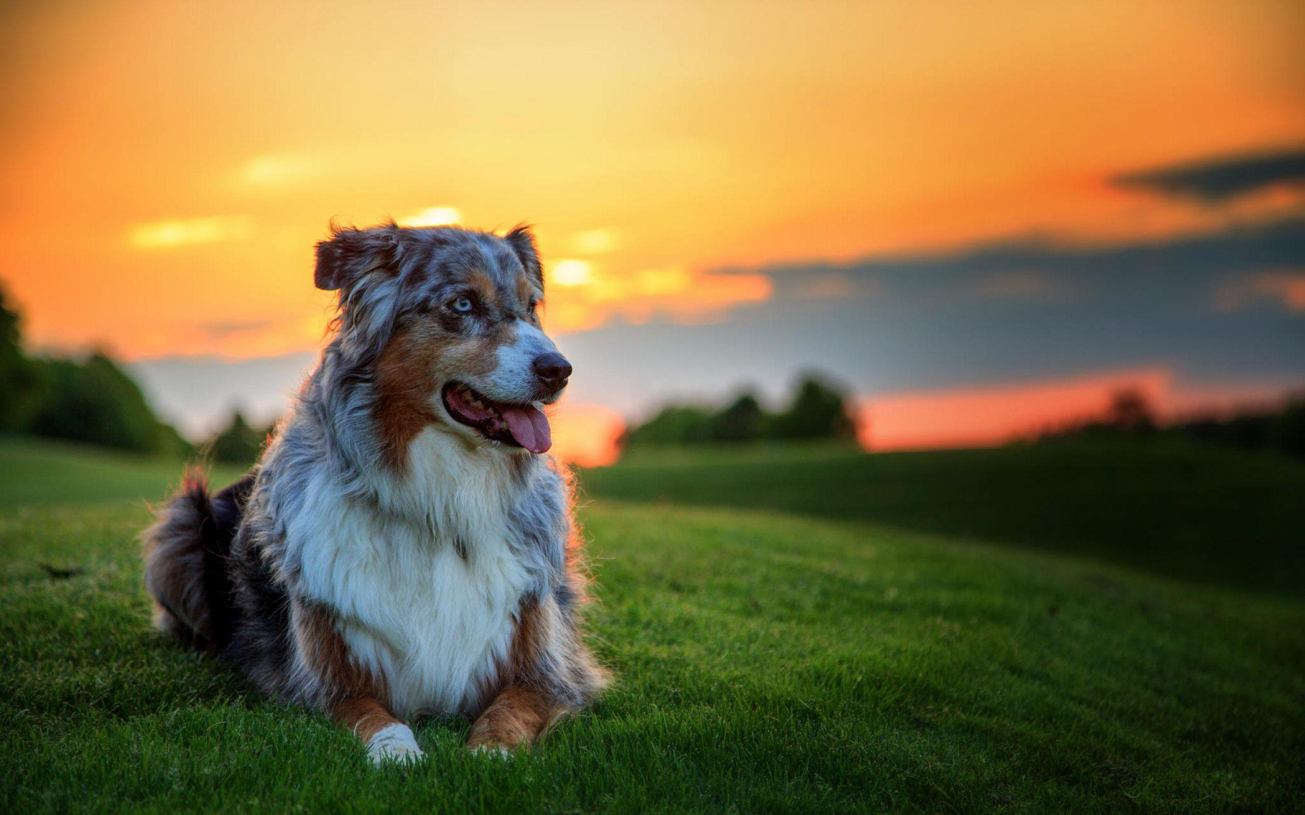 2560x1600 Dog Wallpaper (30)
