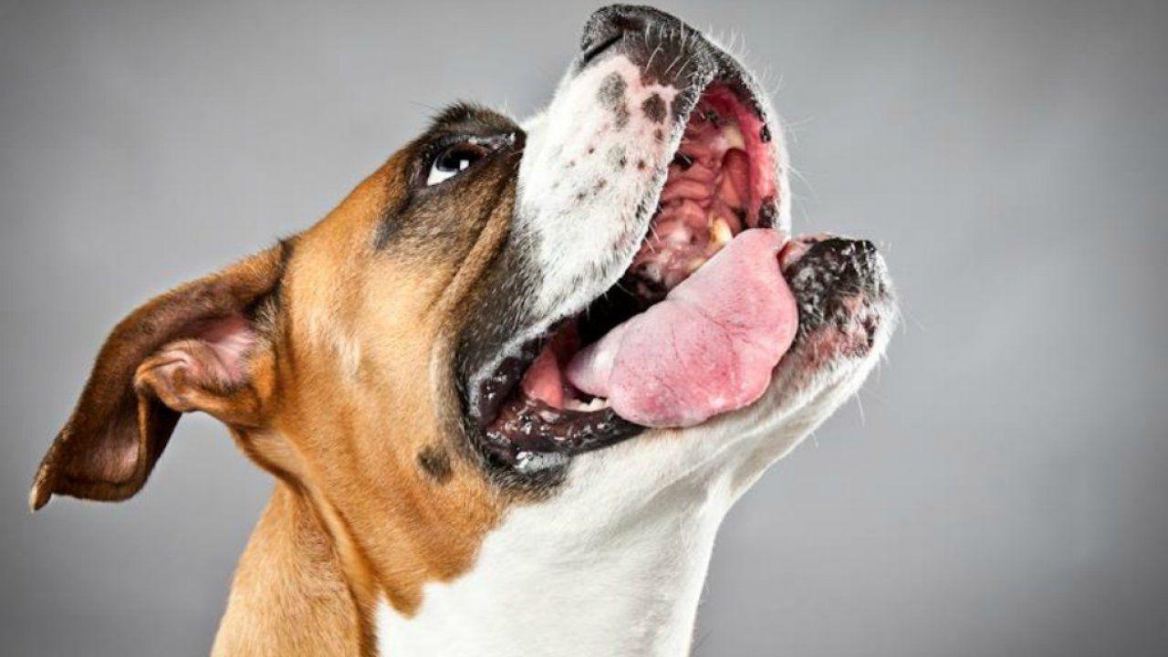 1280x720 Dog Wallpaper, Animal Background Image, Download Dog Wallpaper