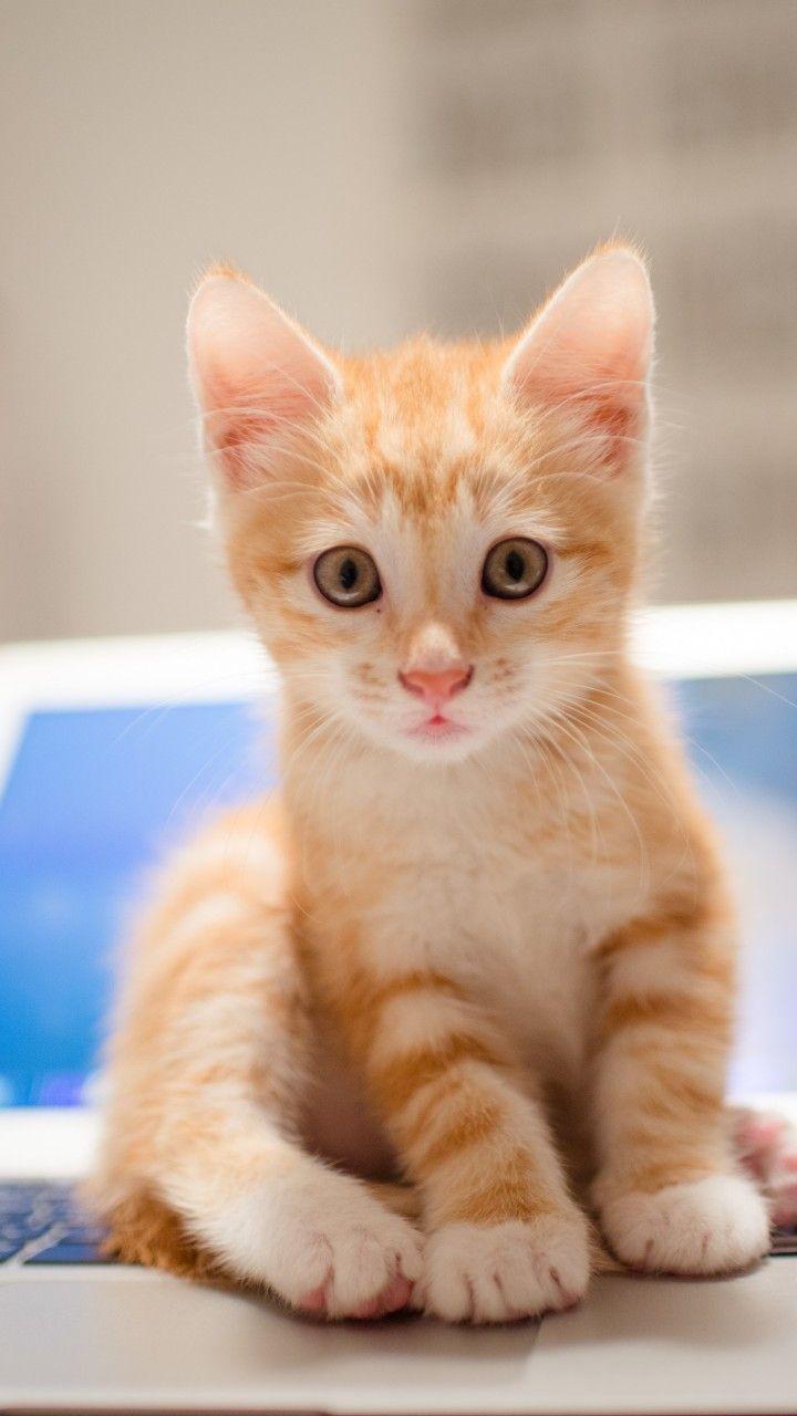 720x1280 Wallpaper kitten, cat, cute, 8k, Animals