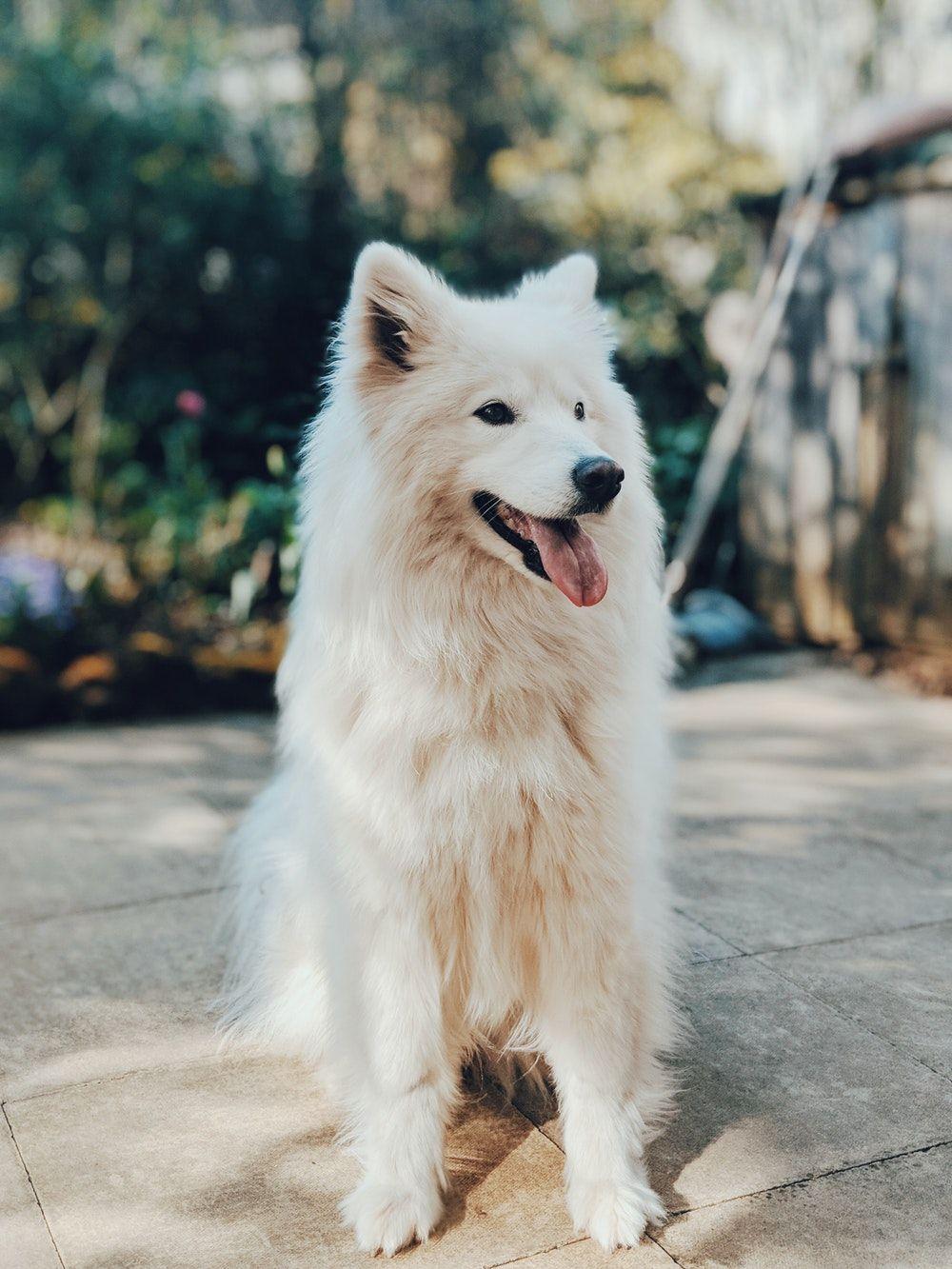 1000x1333 Dogs Wallpaper Hd_2816
