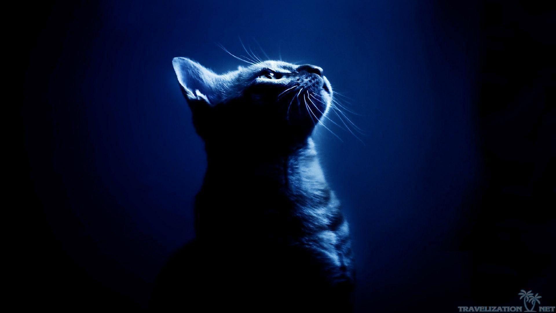 1920x1080 Cool Cat Wallpaper
