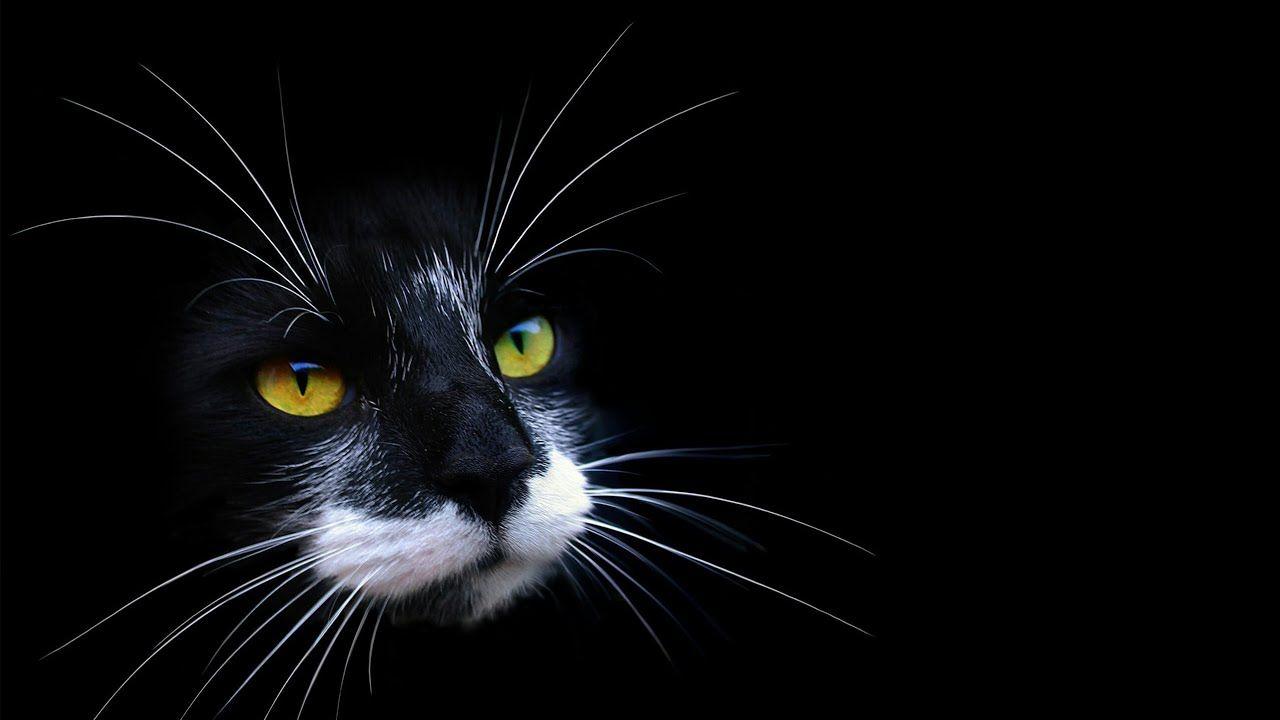 1280x720 Beautiful Cats Wallpaper 4k