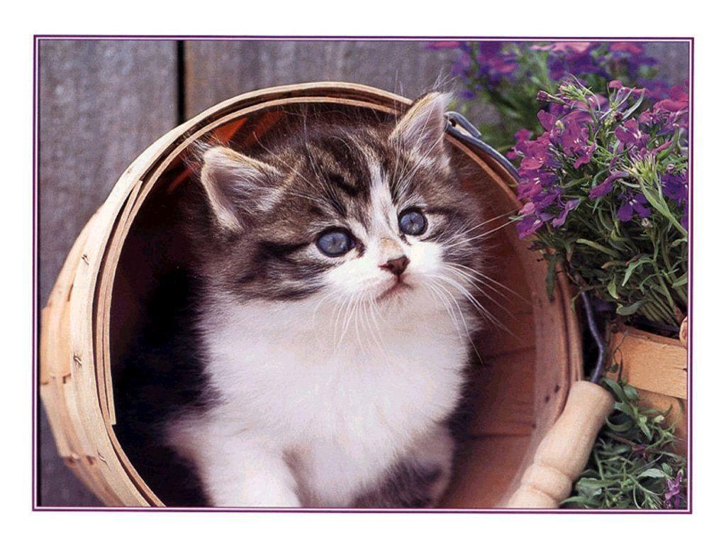 1024x768 Cats Wallpaper. Cats Wallpaper Cats Wallpaper See more w