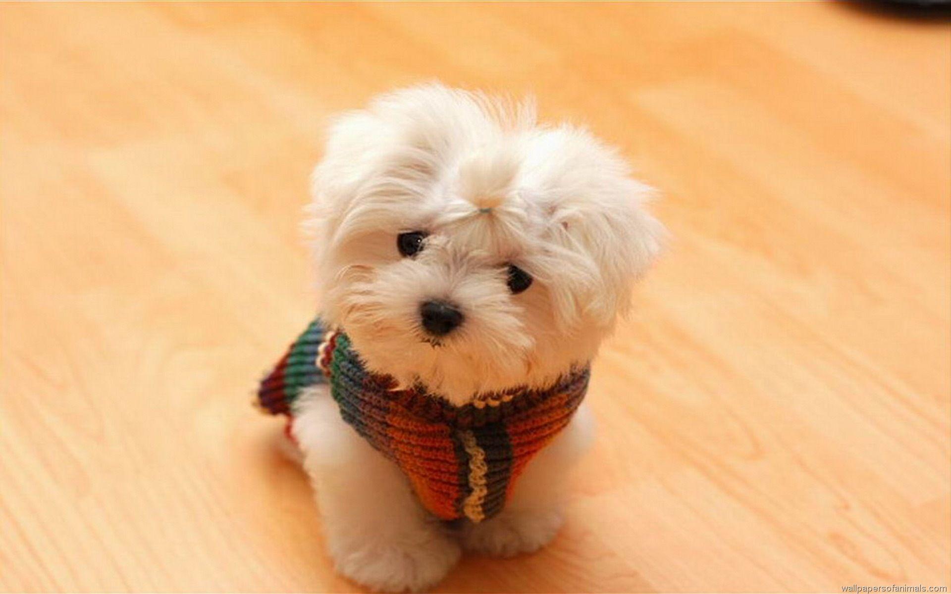 1920x1200 Cute dogs wallpaper download