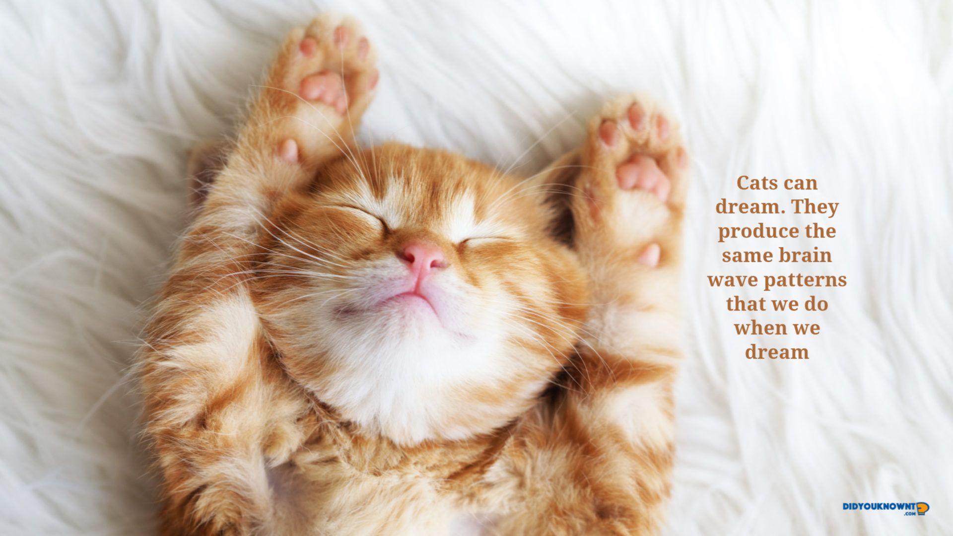 1920x1080 Did You Know Cats HD Wallpaper New Tab You Know?