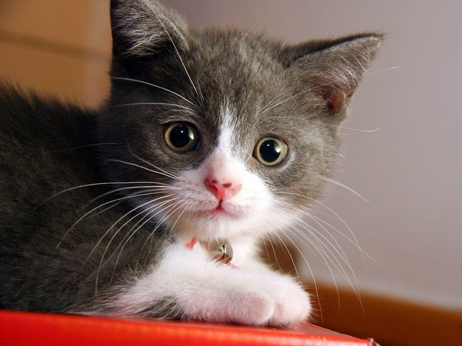 1600x1200 English Cat: Cat HD Wallpaper for Desktop Free