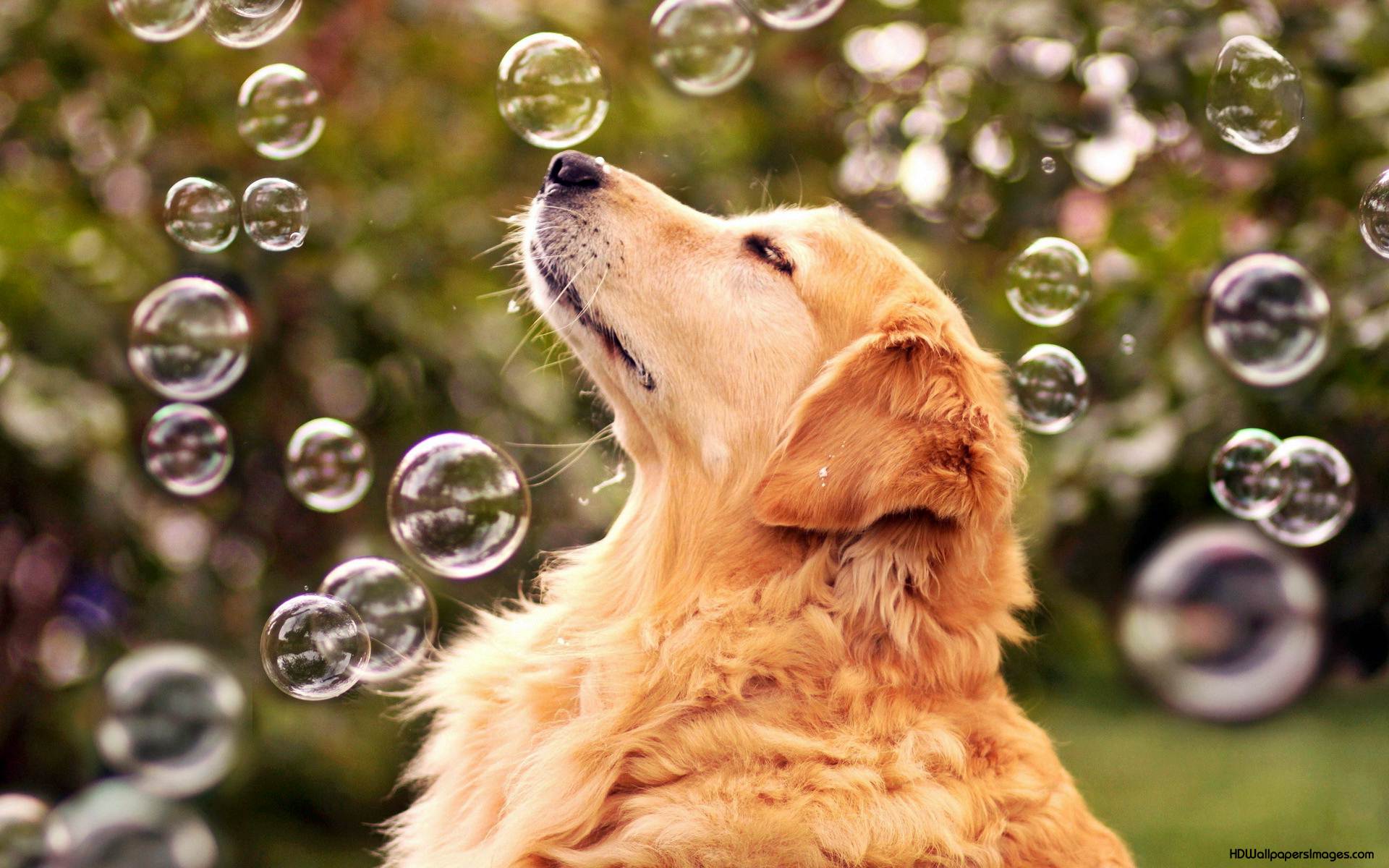 1920x1200 Dog Desktop Wallpaper Data Src Full 266717