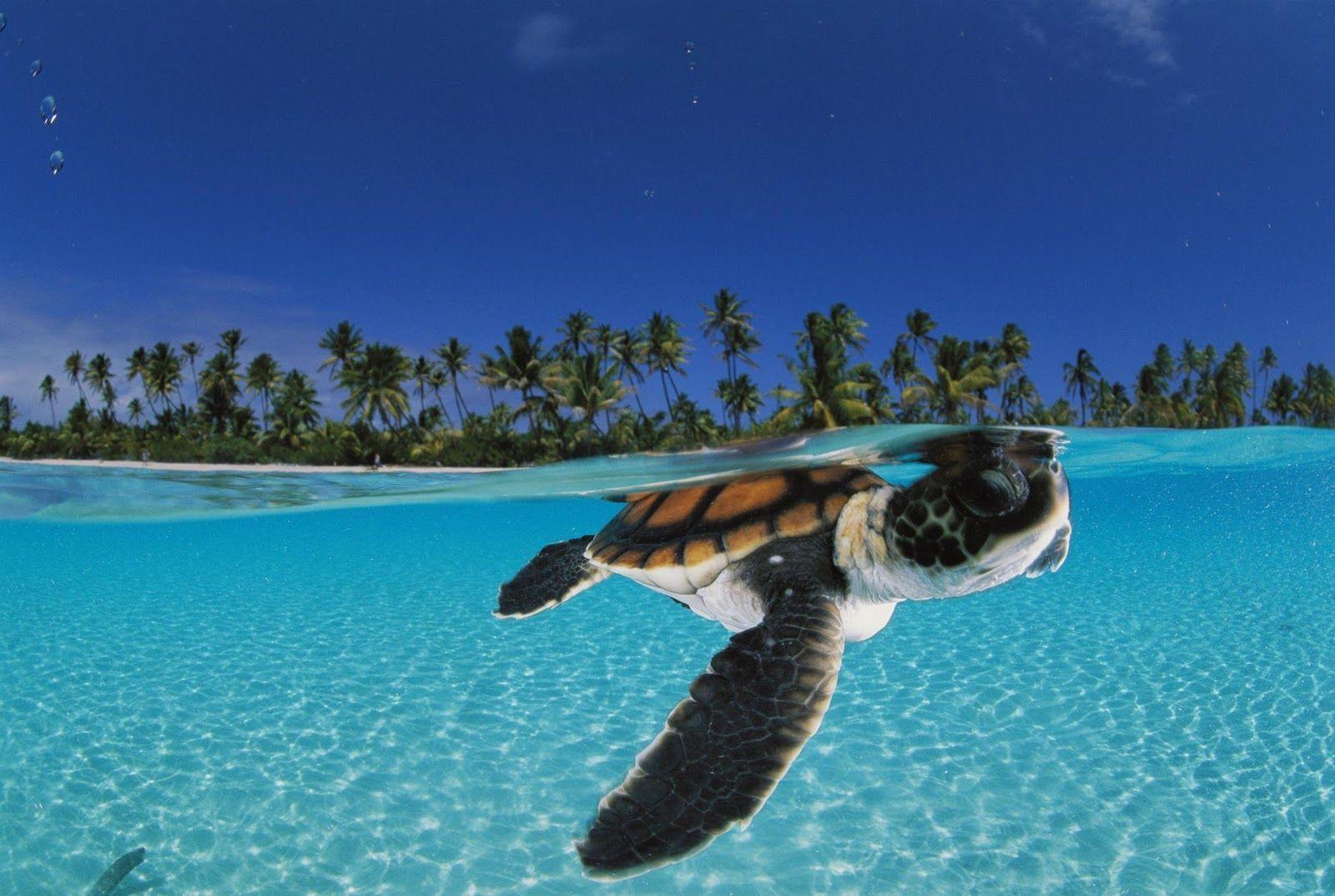 Sea Turtle Wallpapers - Top Free Sea