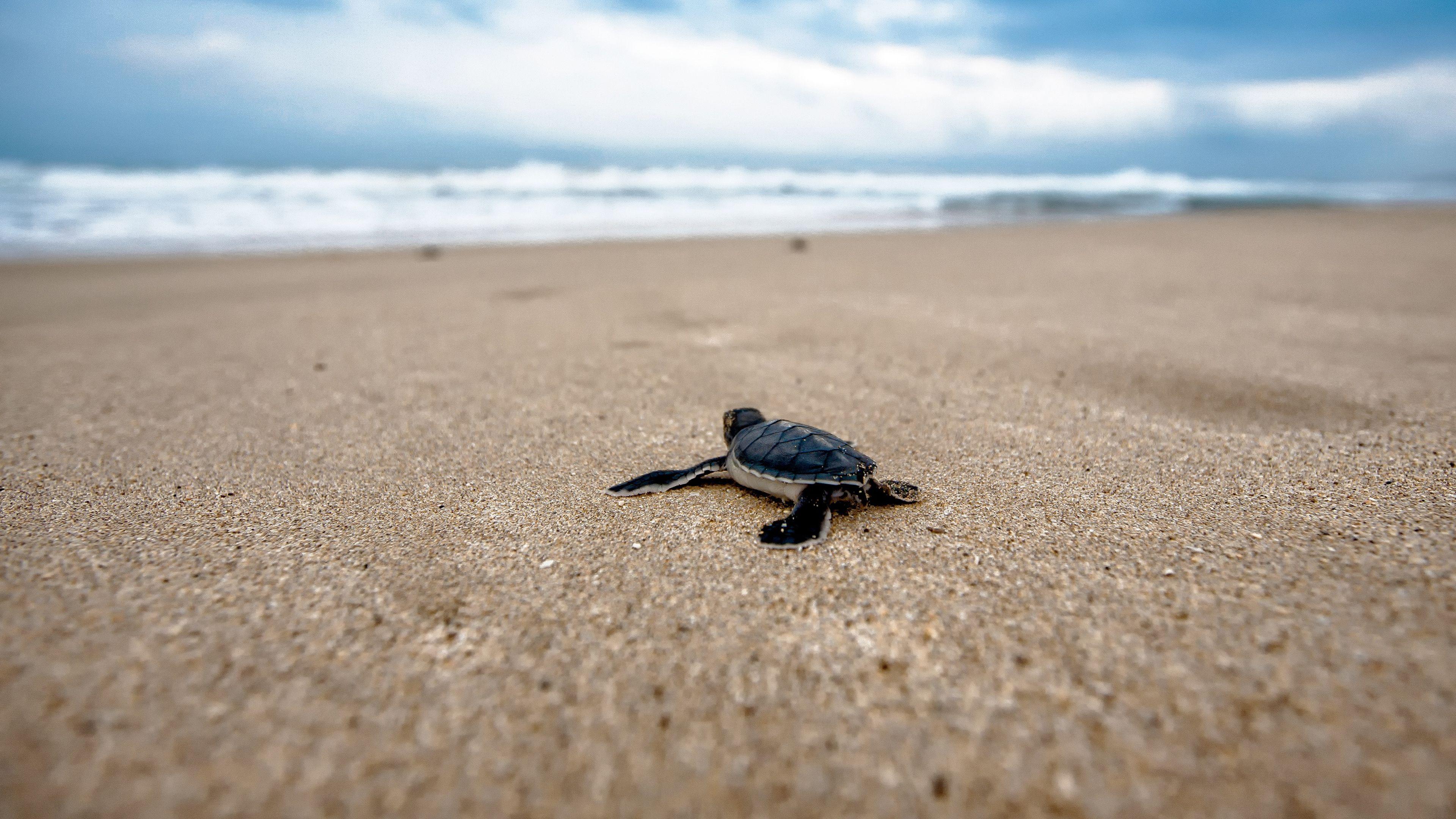 3840x2160 Baby Sea Turtle Wallpaper