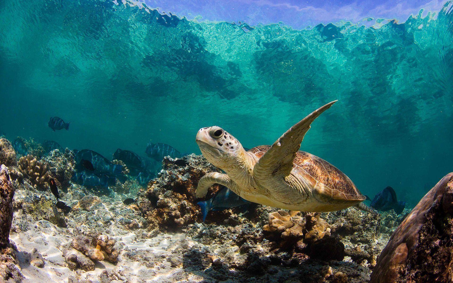 1920x1200 Turtle Wallpaper (the best image in 2018)