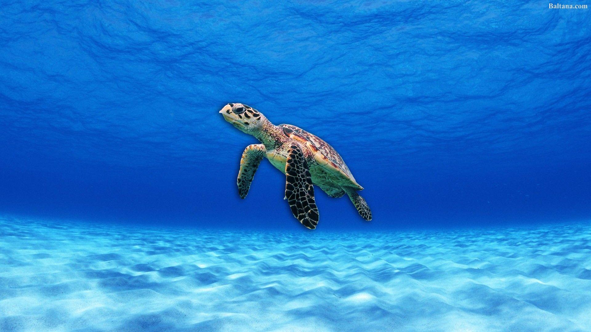 1920x1080 Turtle Wallpaper