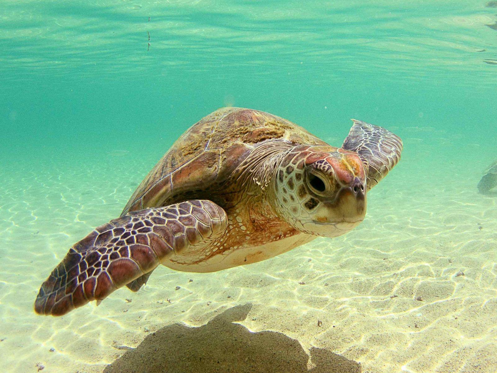1600x1200 Sea Turtles wallpaperx1200