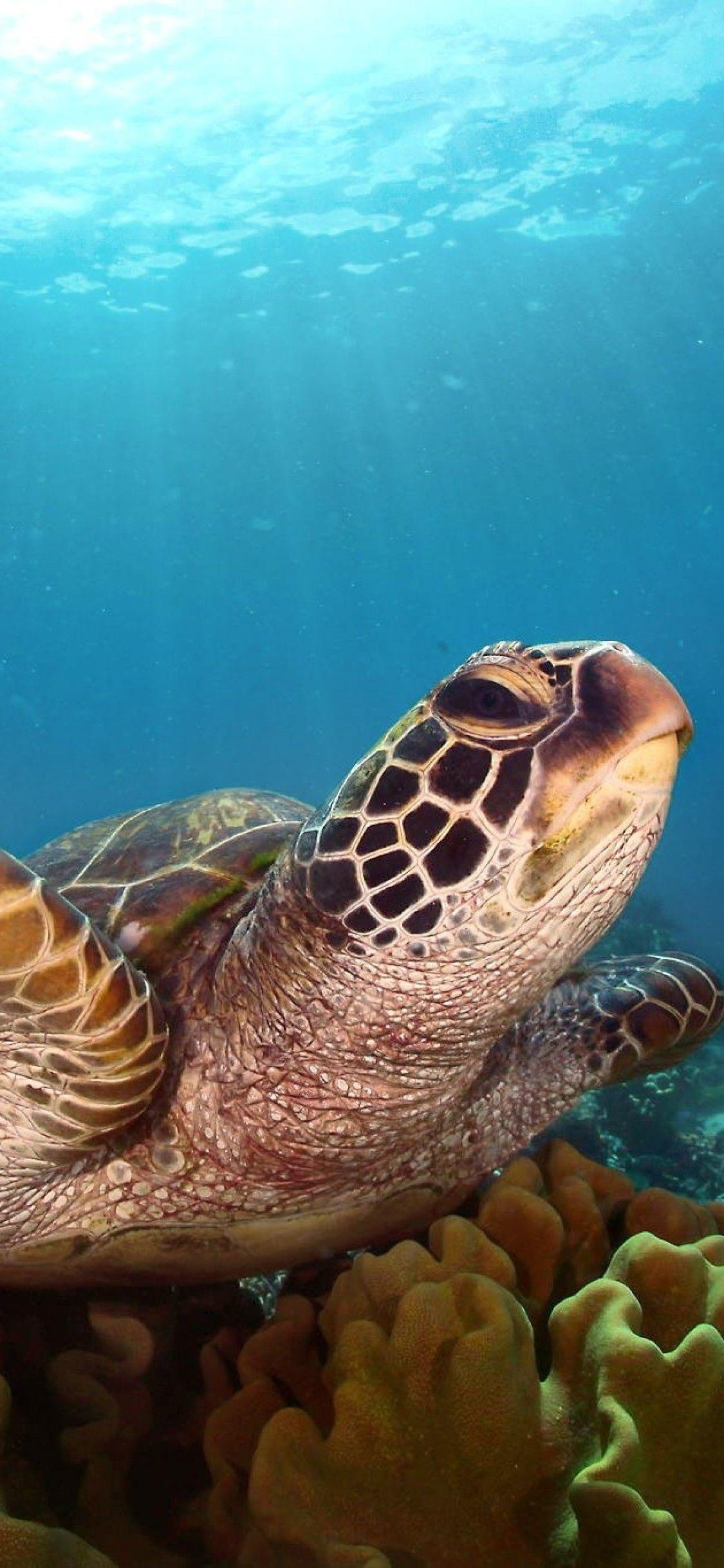 1125x2436 Turtle HD iPhone XS, iPhone iPhone X HD 4k Wallpaper
