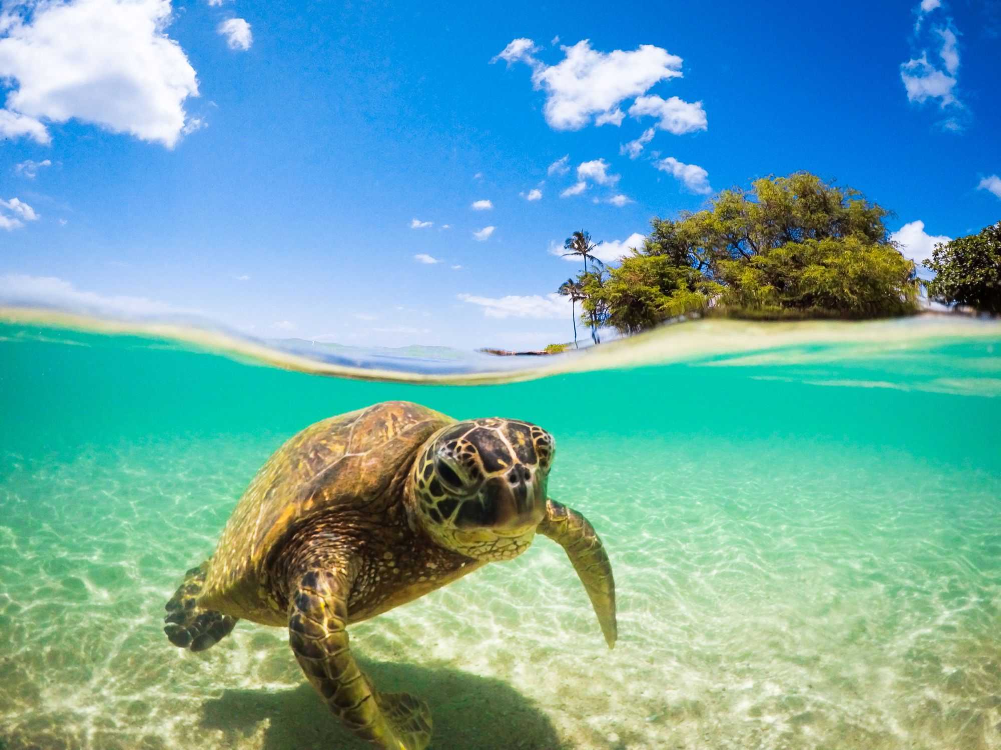 2000x1500 Download Sea Turtle Wallpaper, HD Background Download