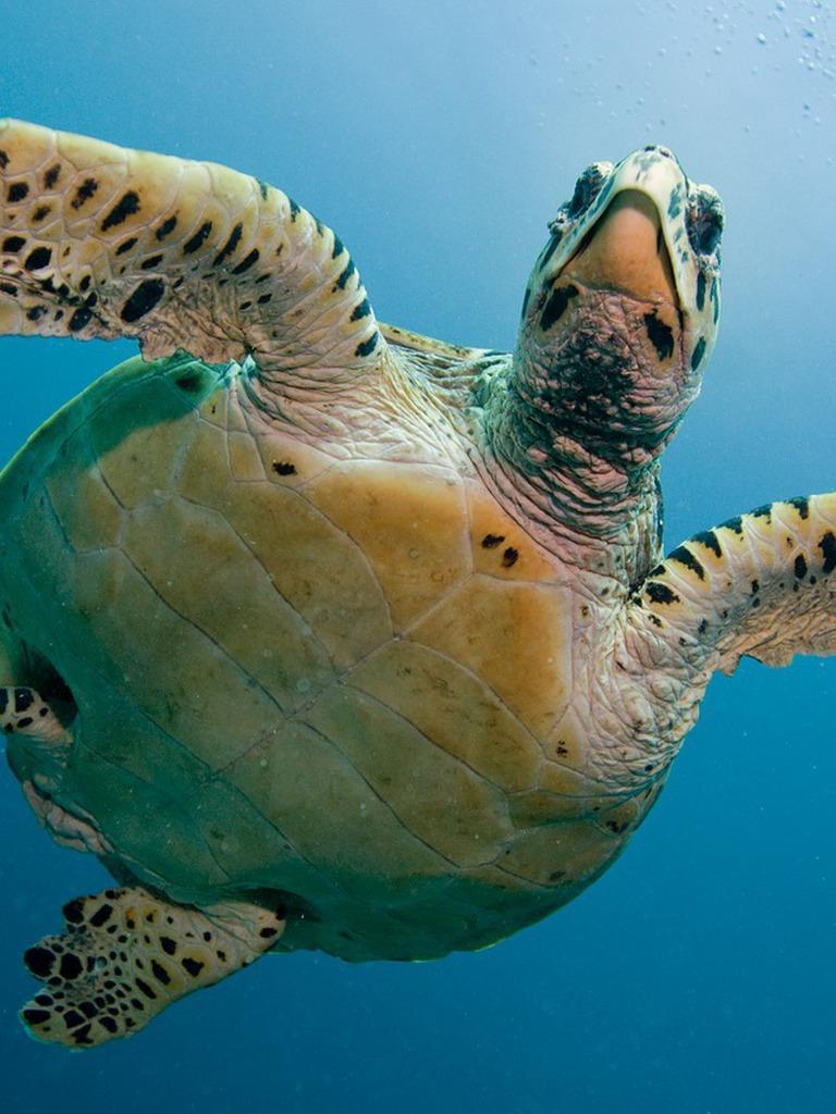 768x1024 Cute Turtle Wallpaper for Android