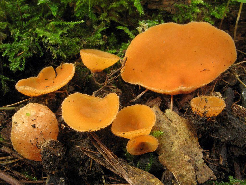 1024x768 Pseudaleuria fibrillosa