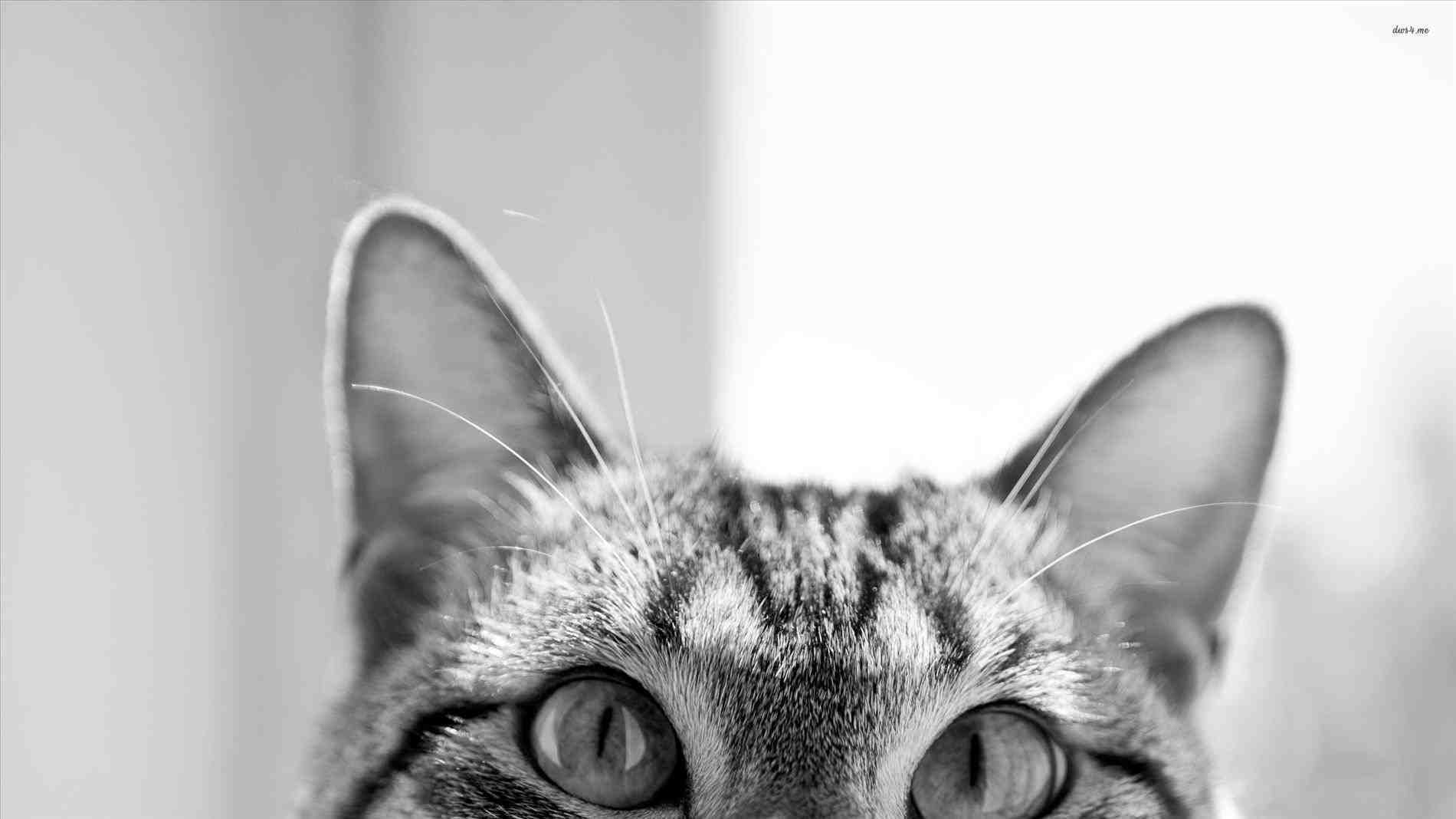 1900x1068 Cat Aesthetic Wallpaper