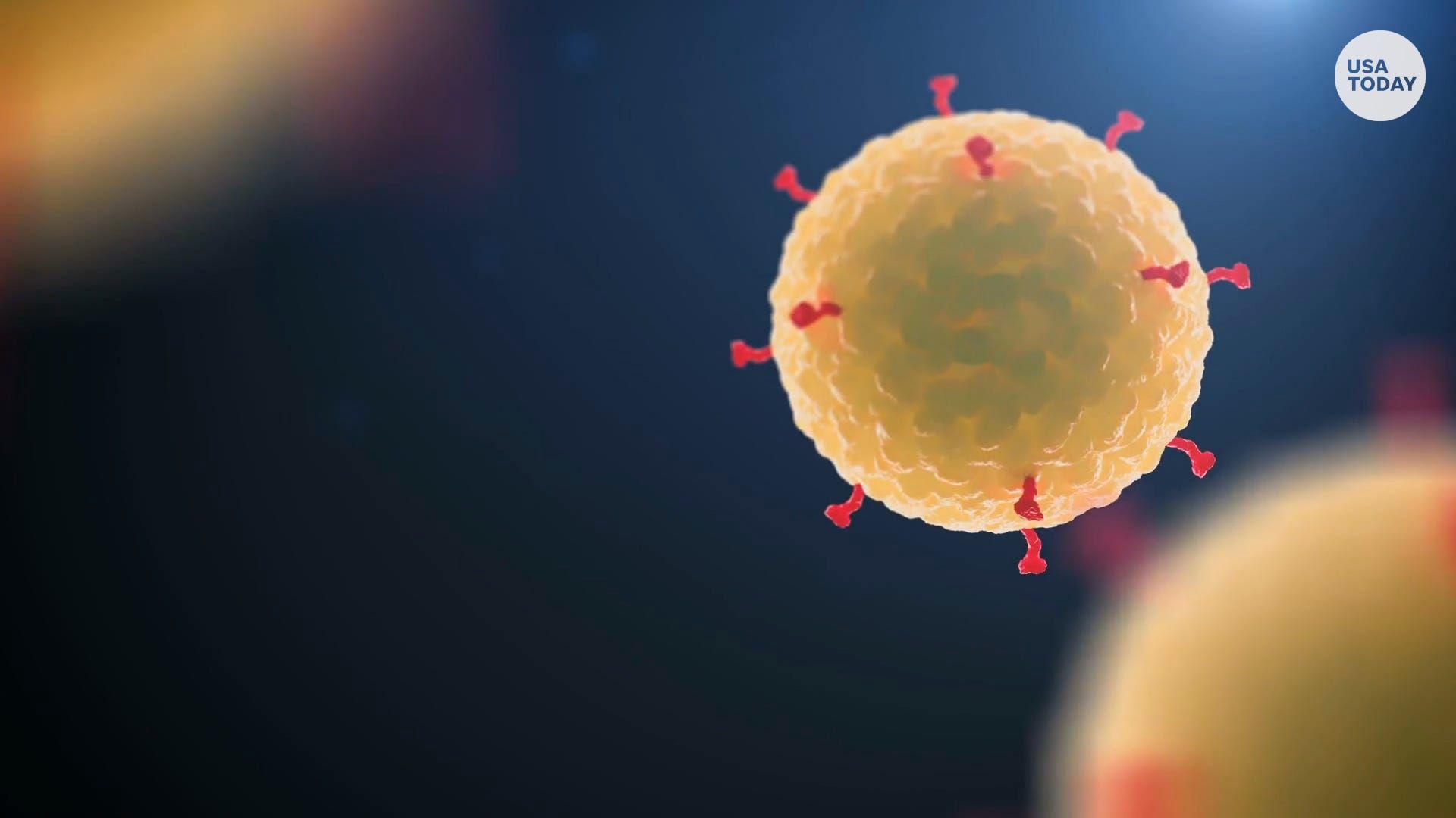 1920x1080 Fact Check: Cattle Vaccine Not Related To New Coronavirus COVID 19