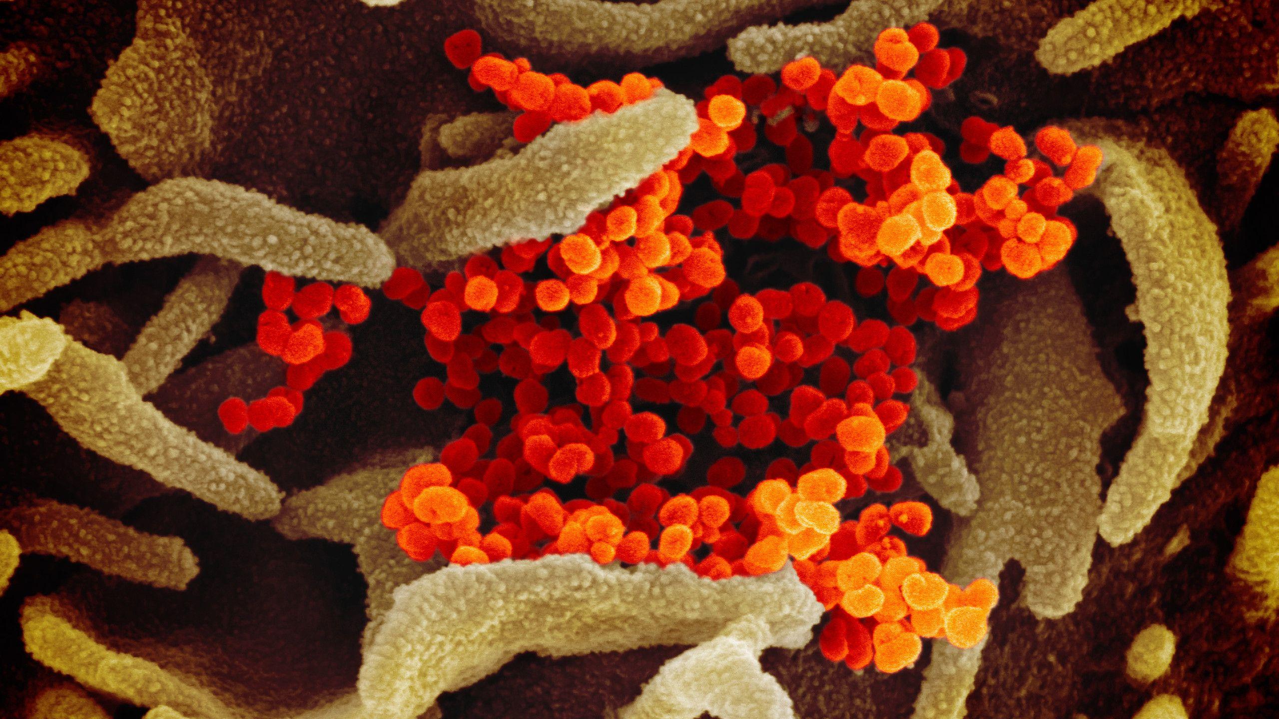 2560x1440 Renowned doctor shares essential coronavirus facts