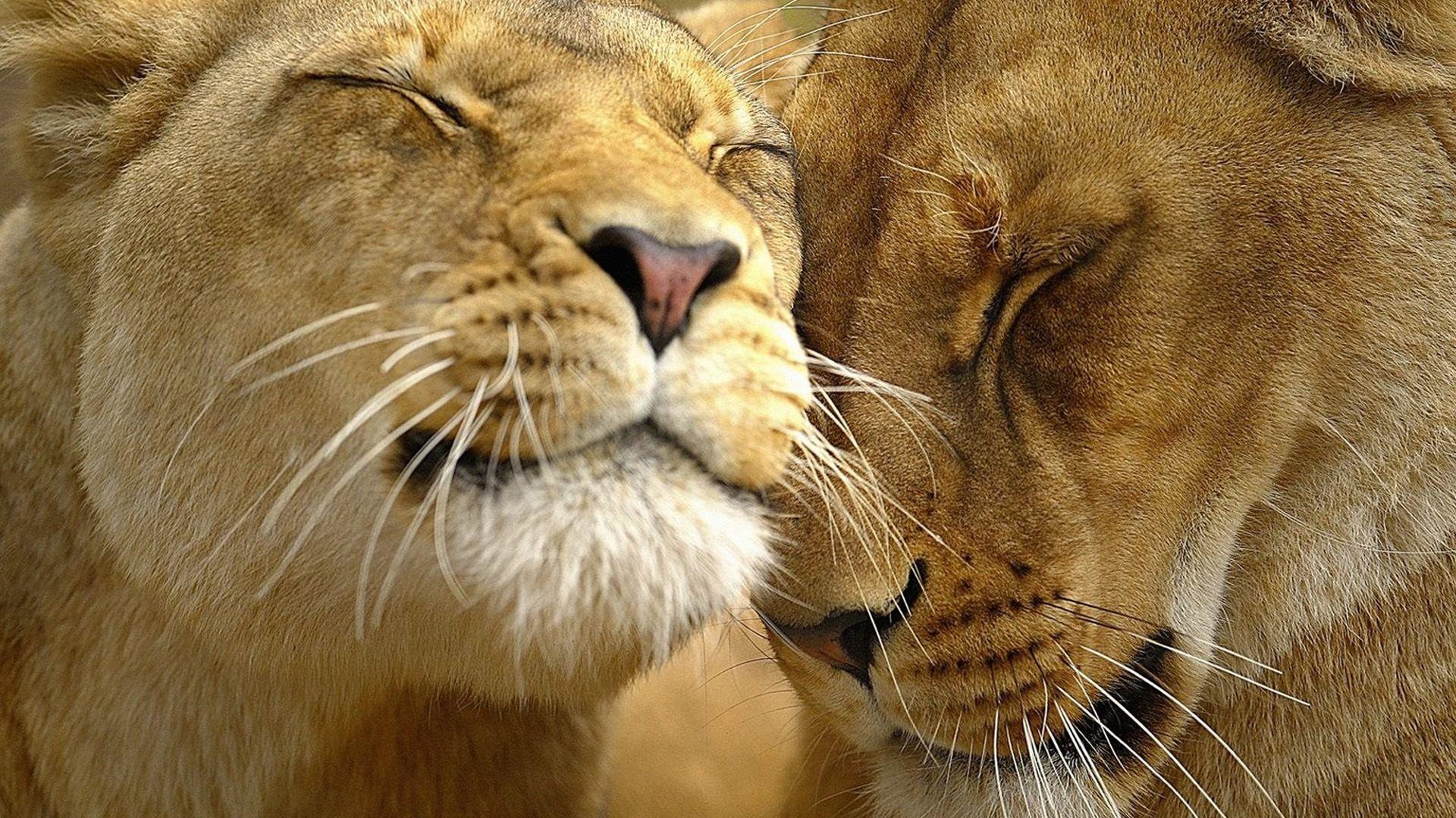 Animal Love Wallpapers - Top Free Animal Love Backgrounds - WallpaperAccess