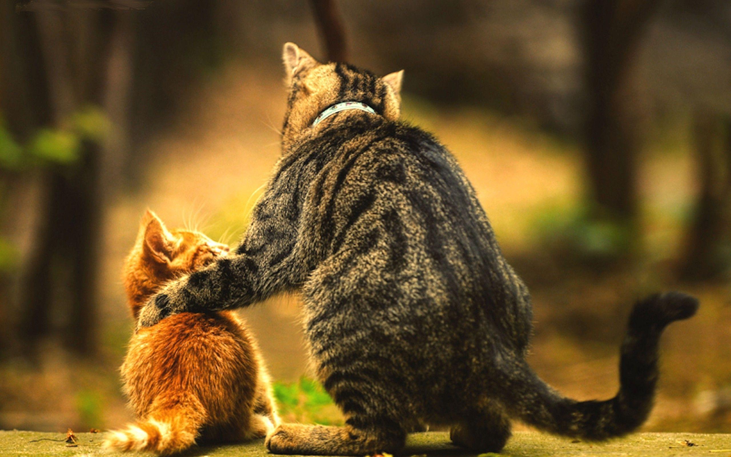 Animal Love Wallpapers Top Free Animal Love Backgrounds WallpaperAccess
