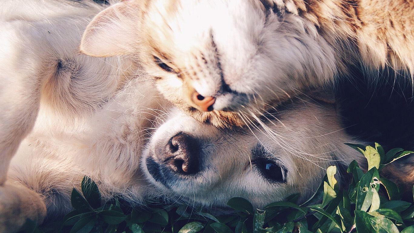 1366x768 Cat And Dog Animal Love Nature Pure Wallpaper